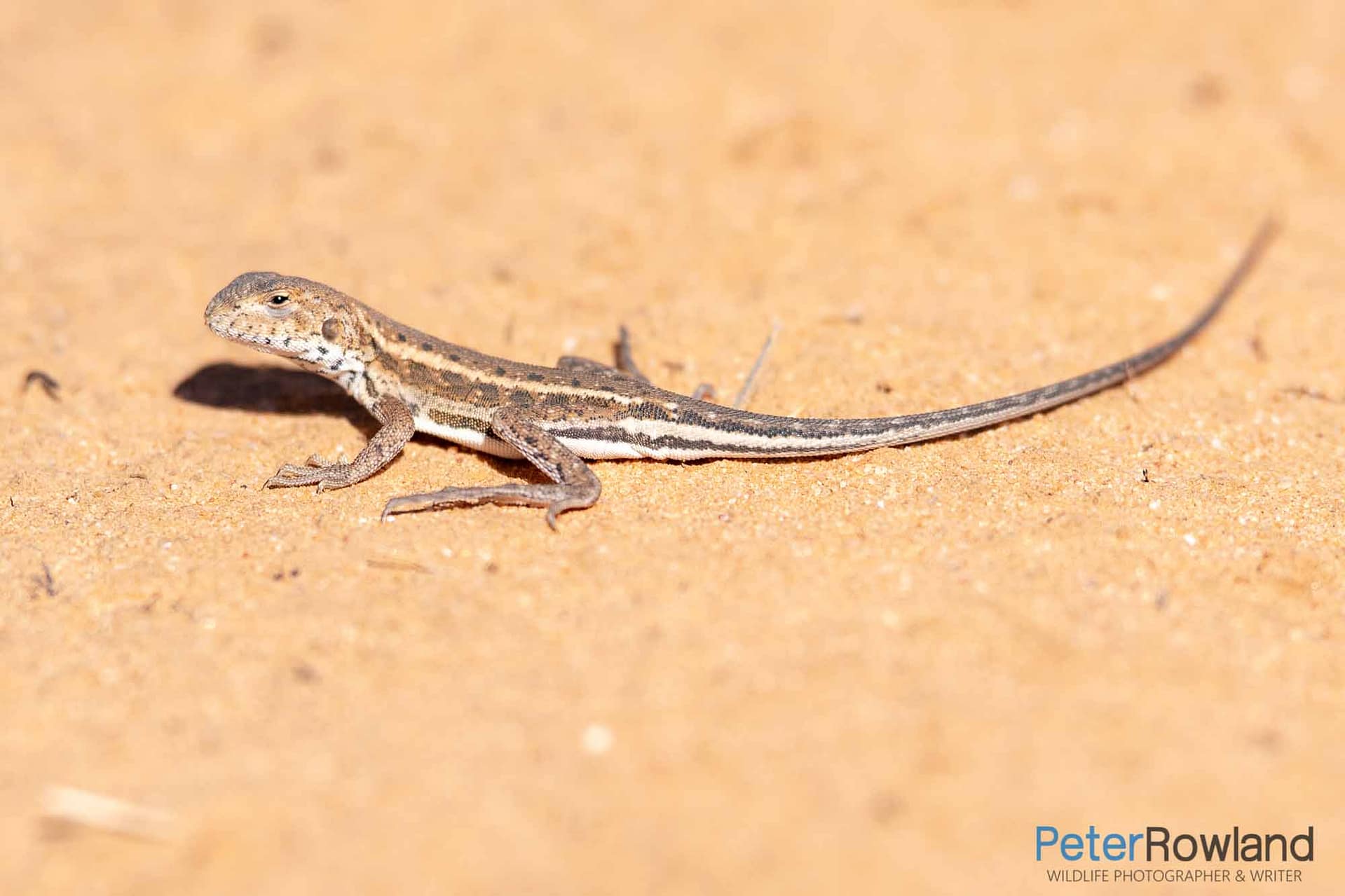 Mallee Military Dragon lying on the sandy ground. [Photographed by Peter Rowland]