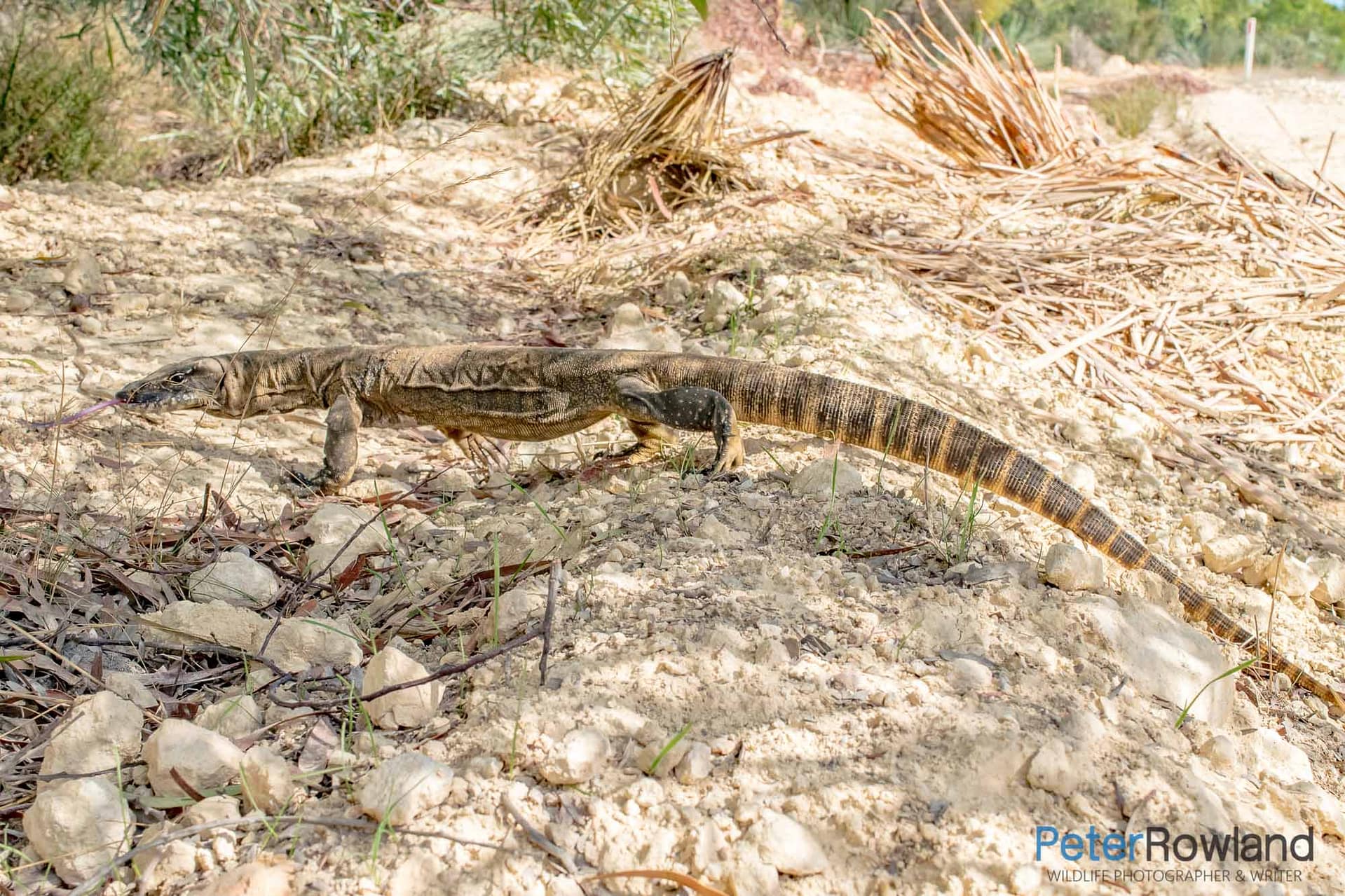 Heath Monitor A Heath Monitor walking along the rocky ground