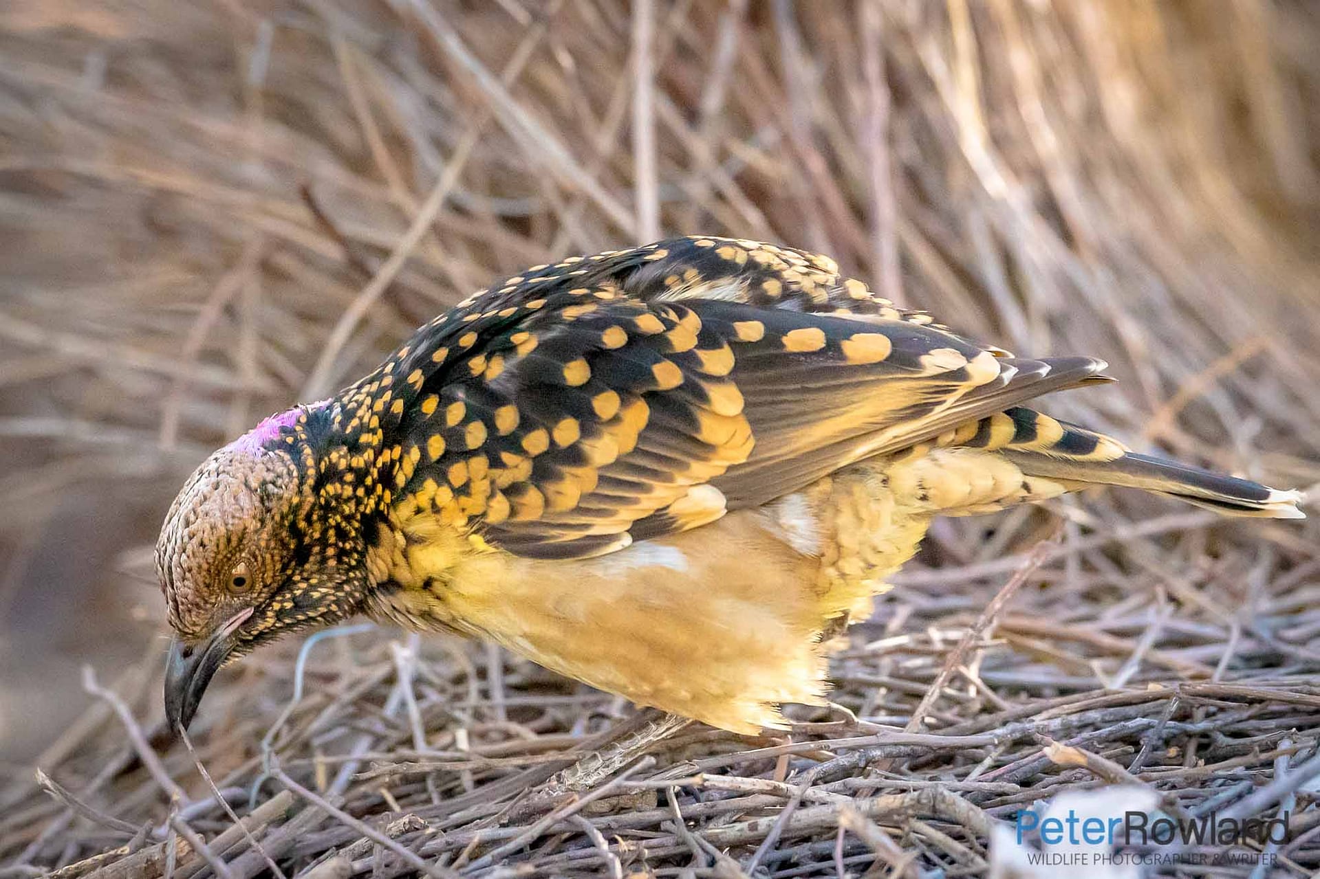 Western Bowerbird maintaining his display bower