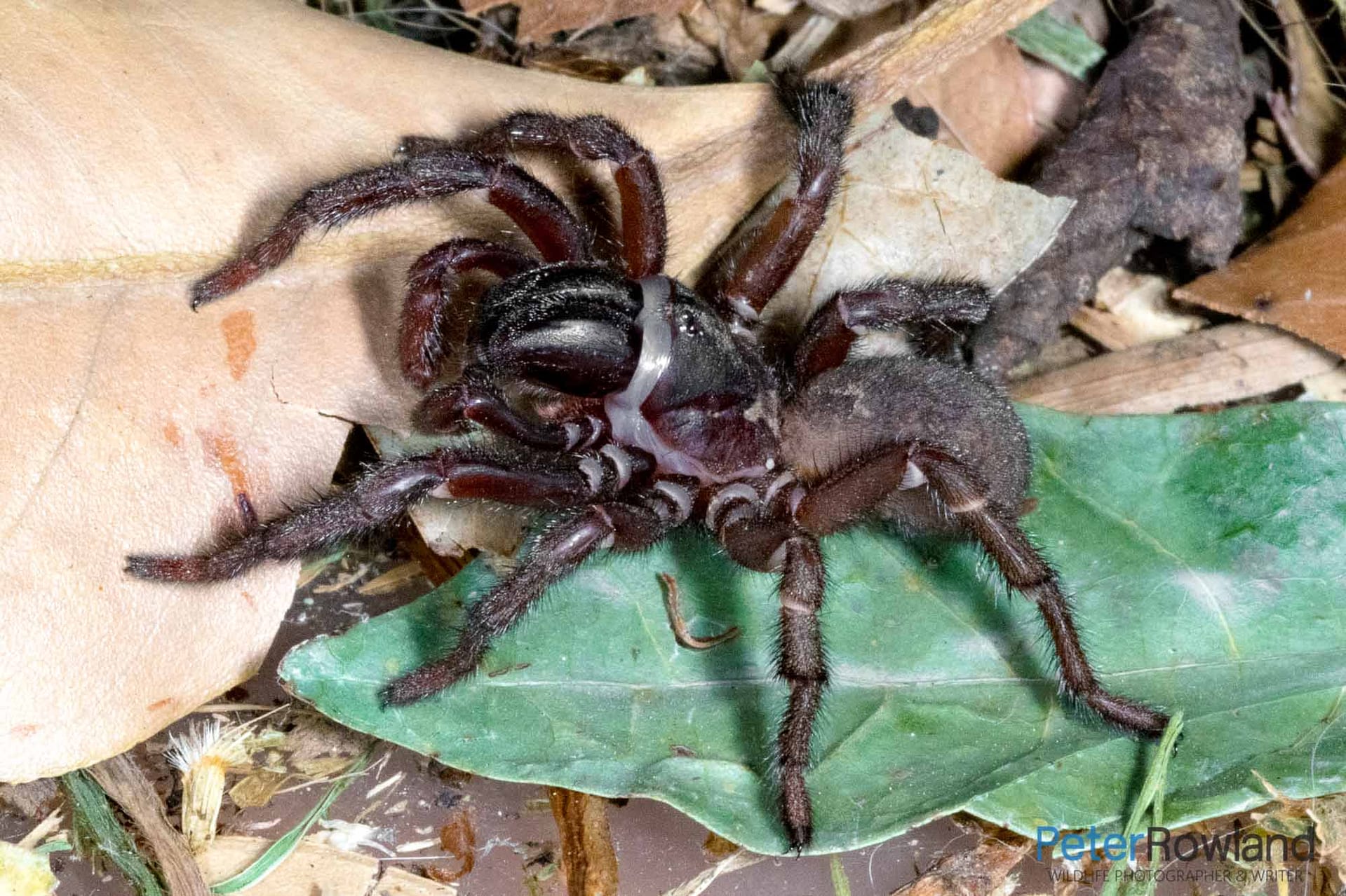 A Common Brown Trapdoor walking over fallen leaves