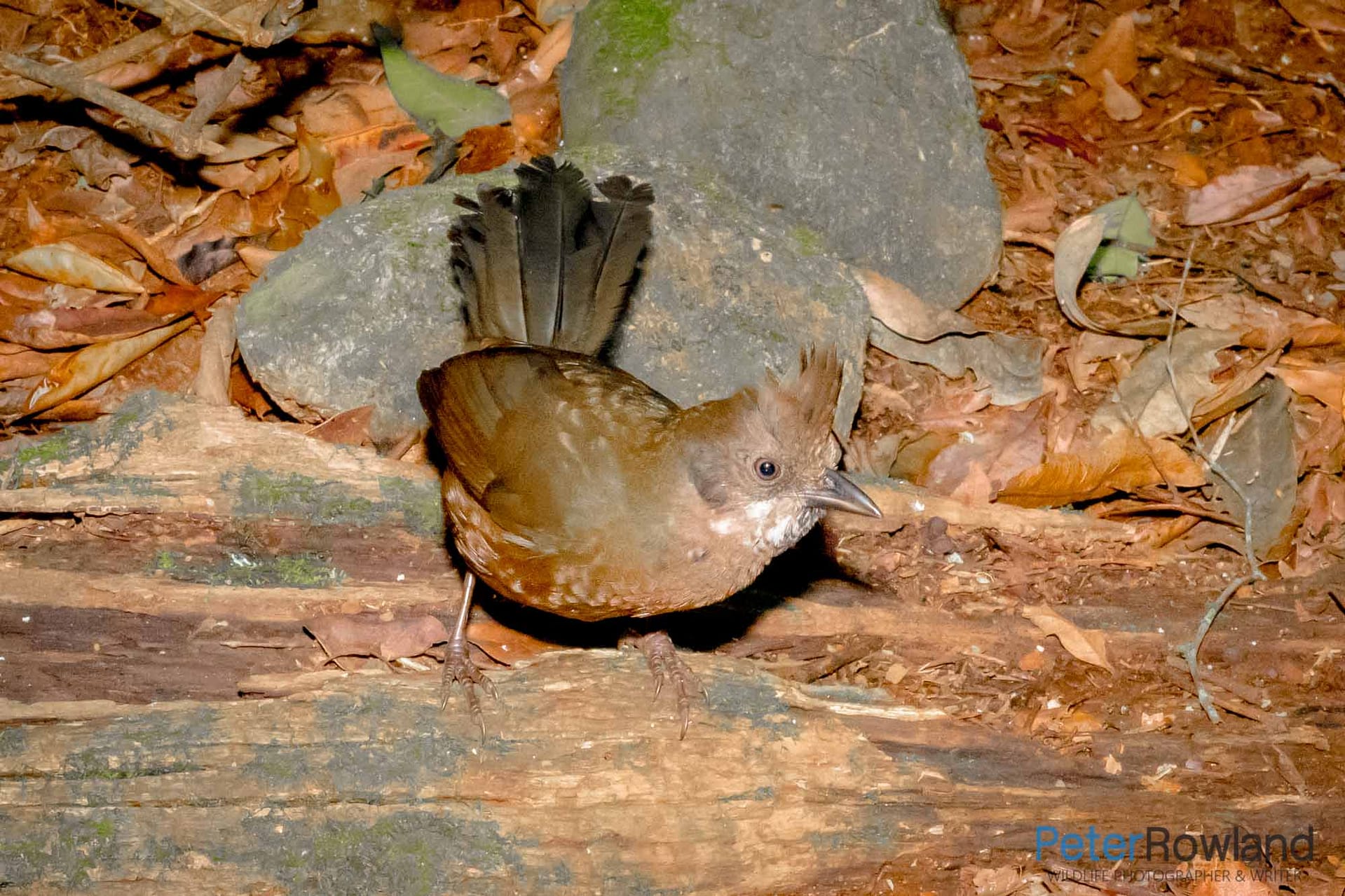 Eastern Whipbird A young Eastern Whipbird perched on a log of a woodland floor