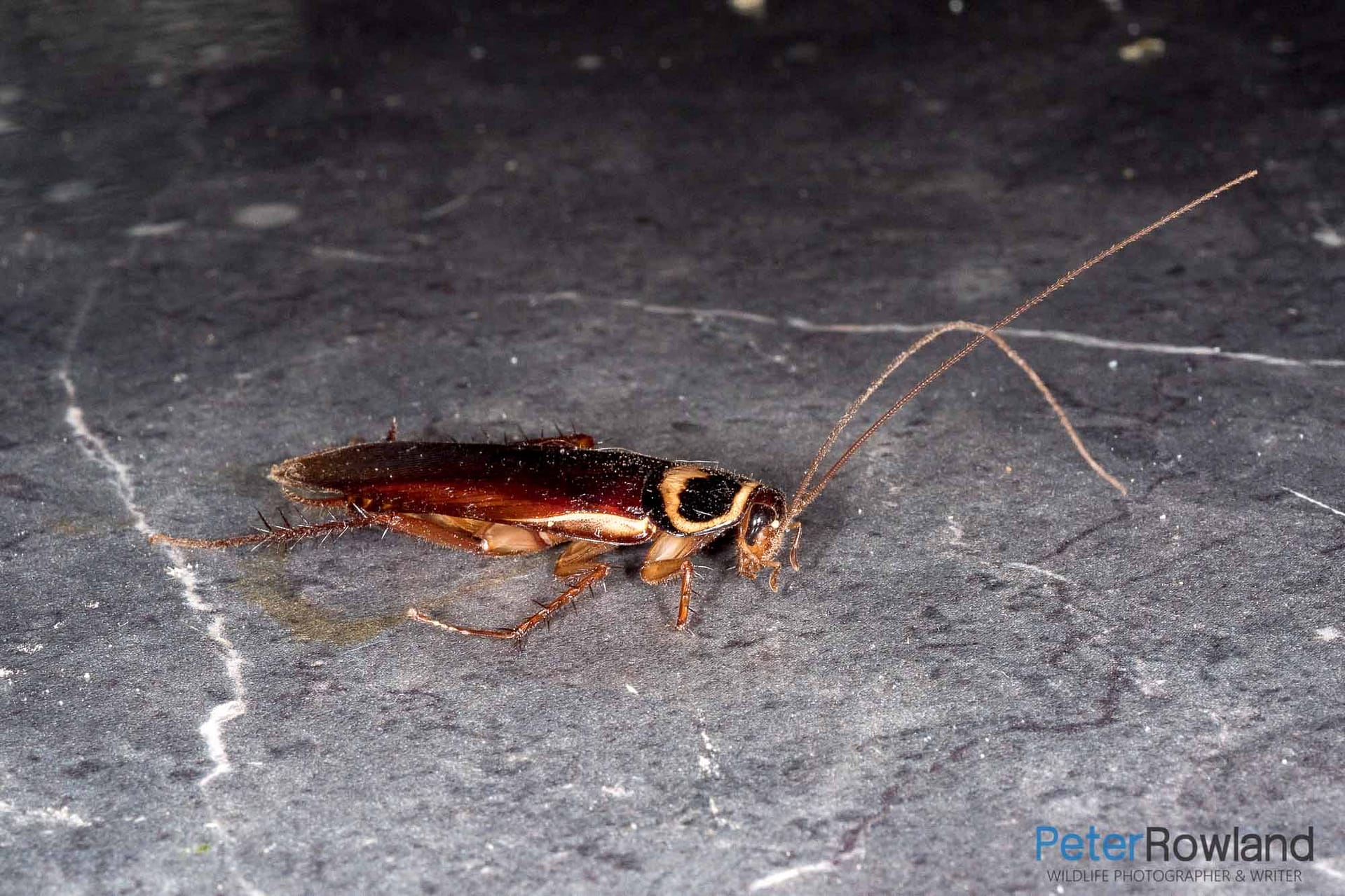 An Australian Cockroack walking over a kitchen benchtop