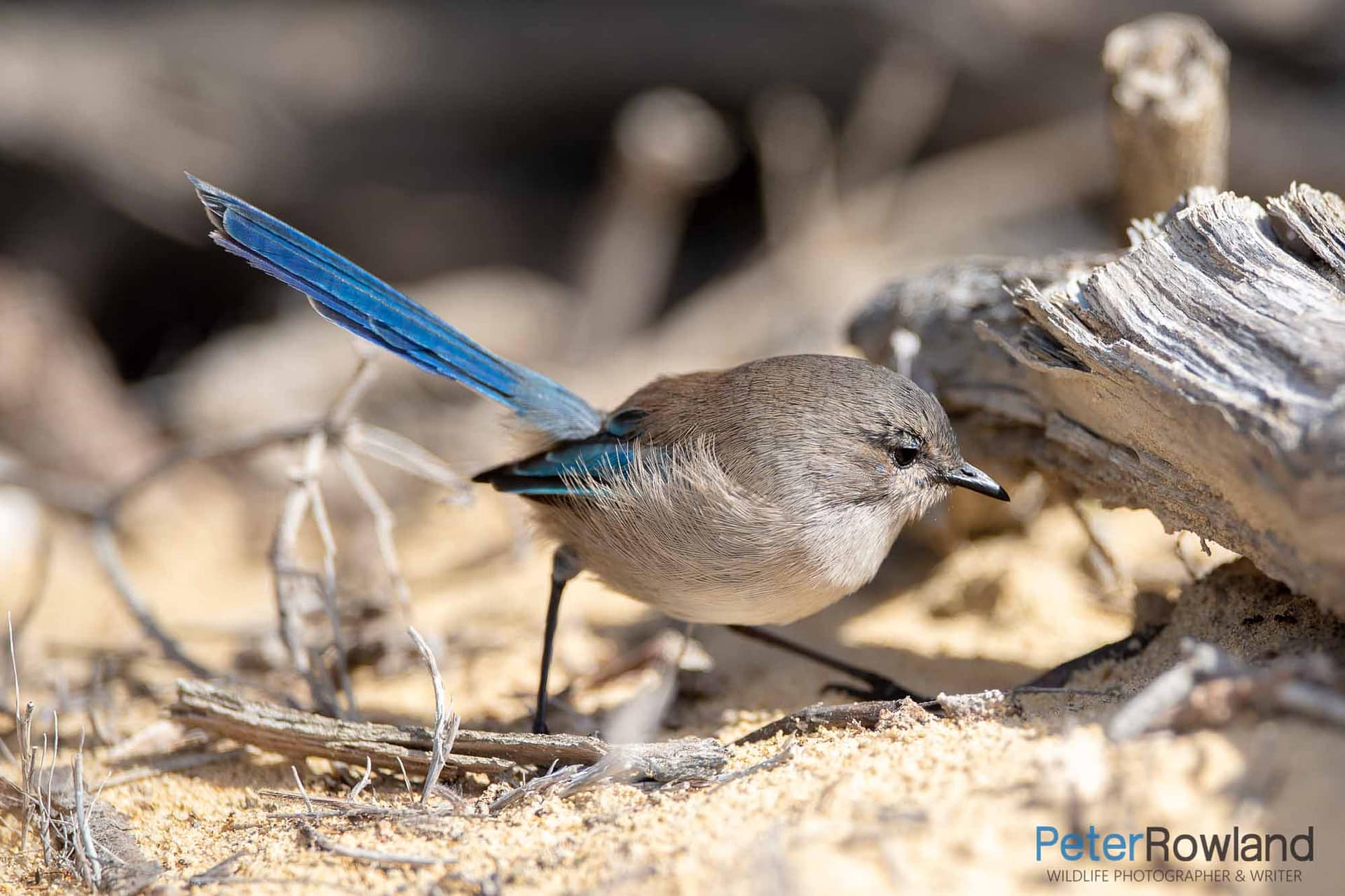 Splendid Fairy-wren Non-breeding male Splendid Fairy-wren searching for insects under a log