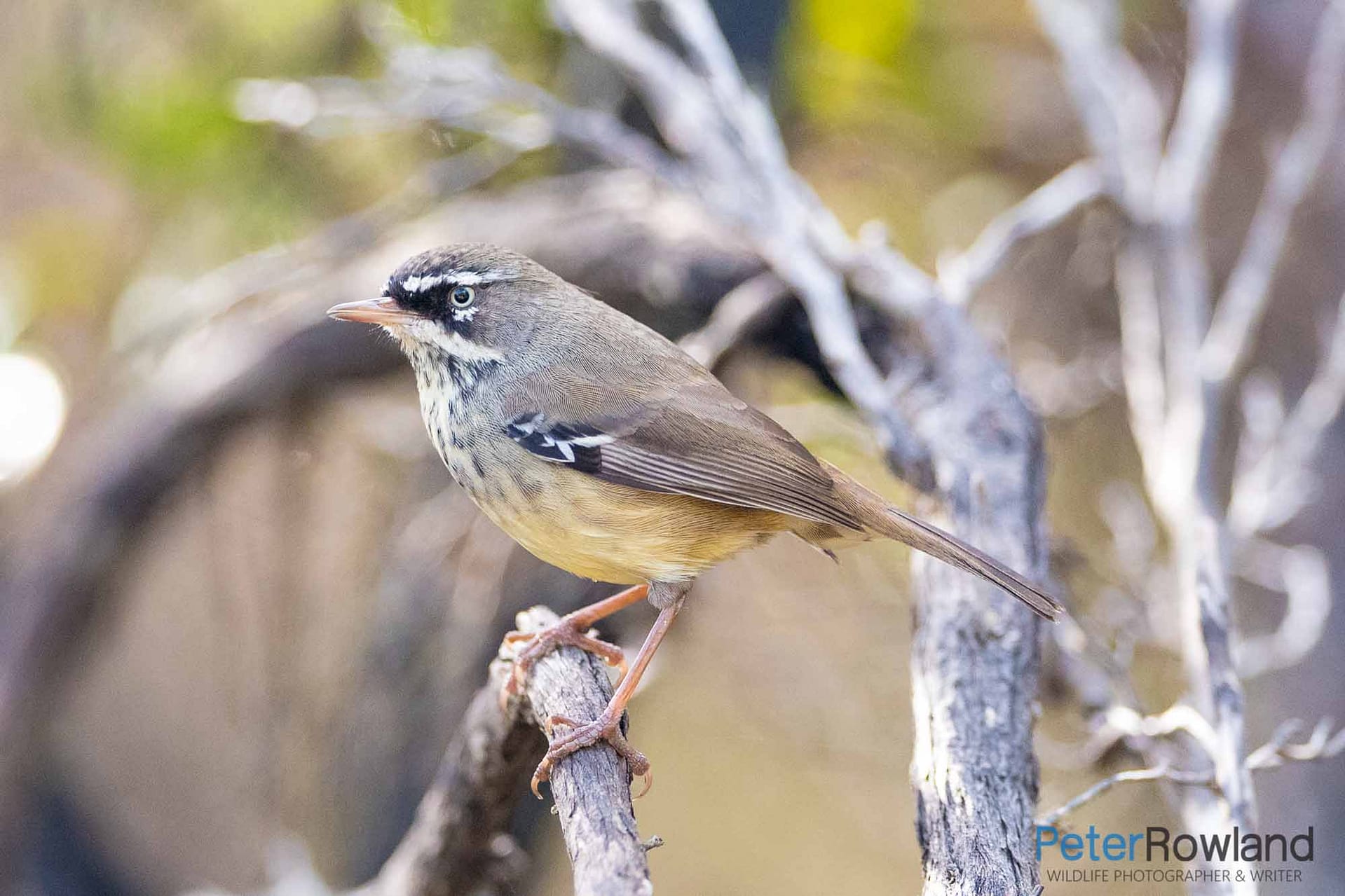 A White-browed Scrubwren perching on a tree branch