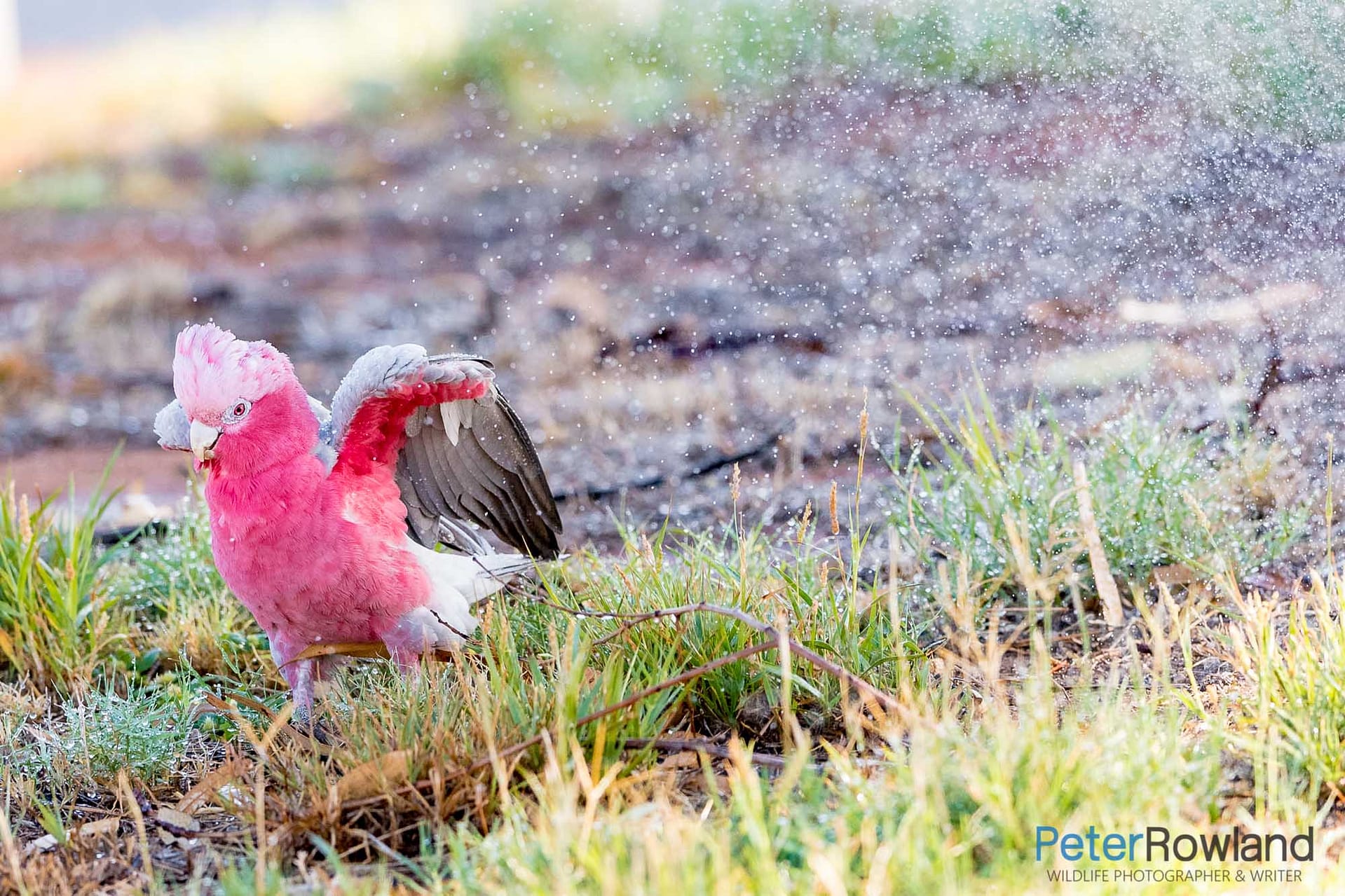A Galah playing next to a sprinkler system