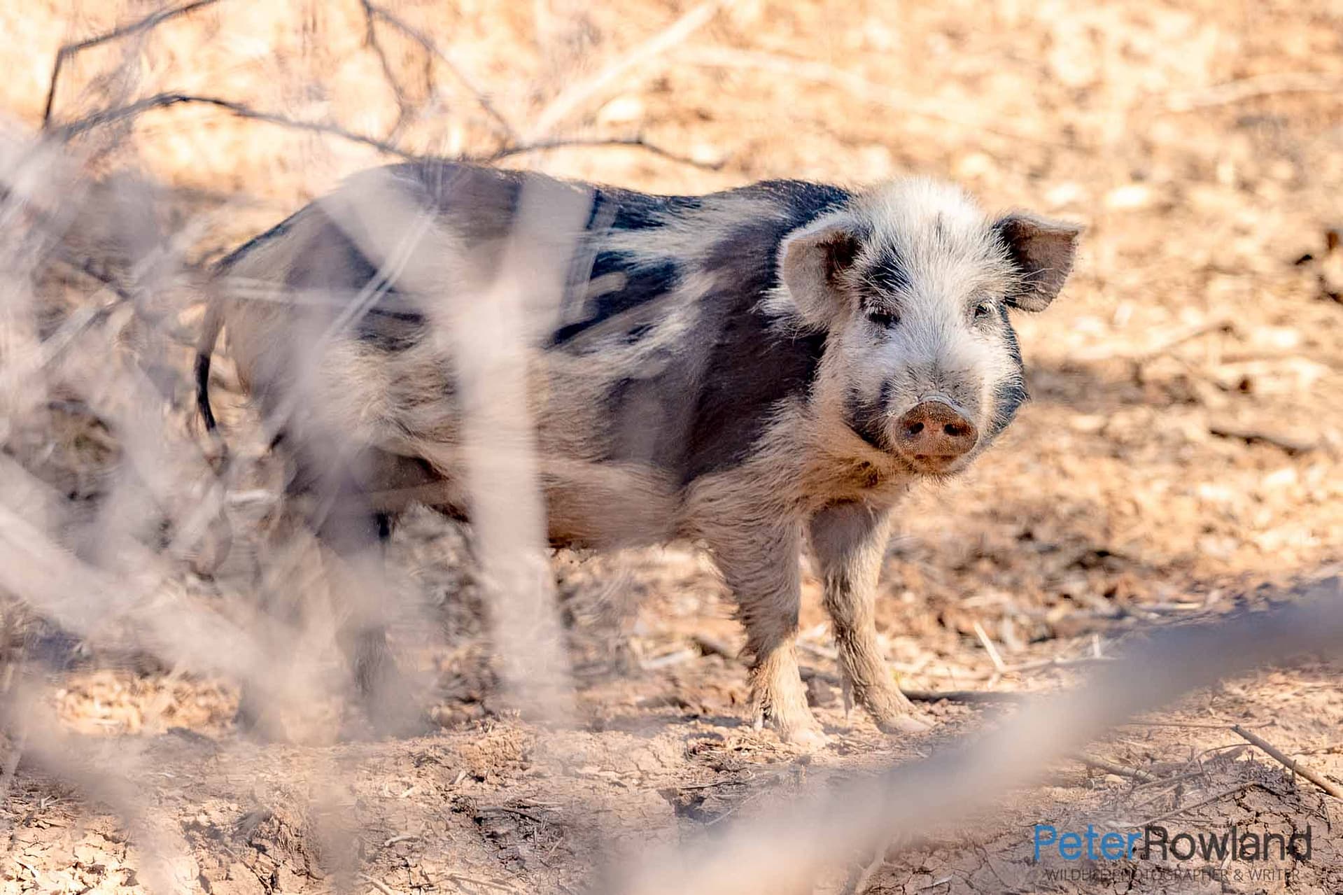 A feral Pig standing in a small thicket in outback NSW. [Photographed by Peter Rowland]