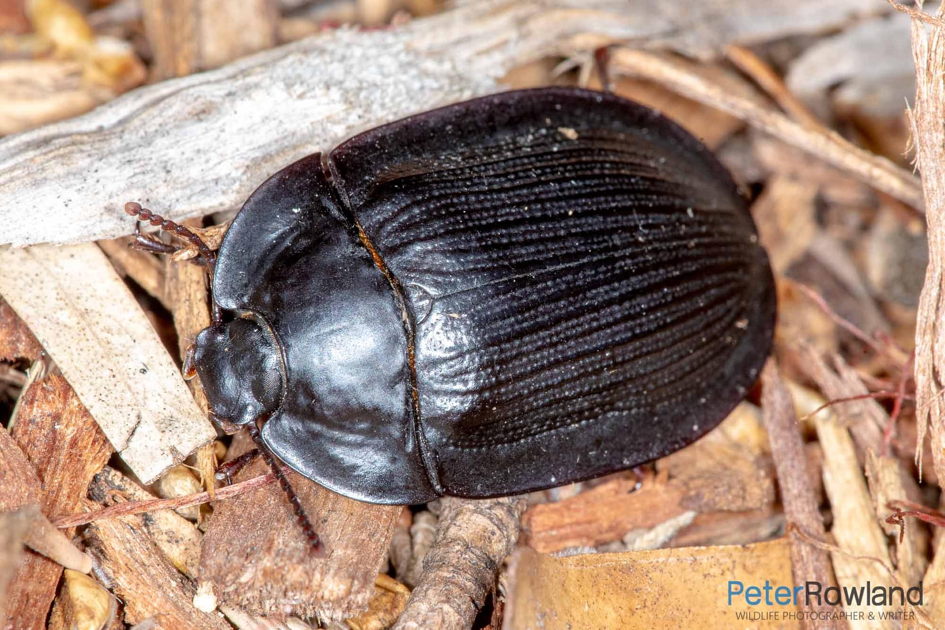 Pie-dish Beetle crawling over leaf litter in garden