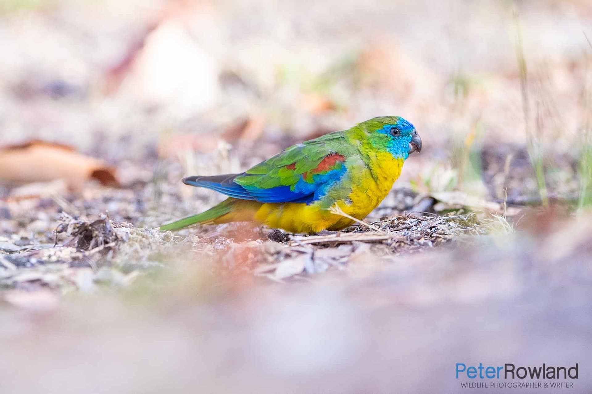 A Turquoise Parrot on the ground in a search for food