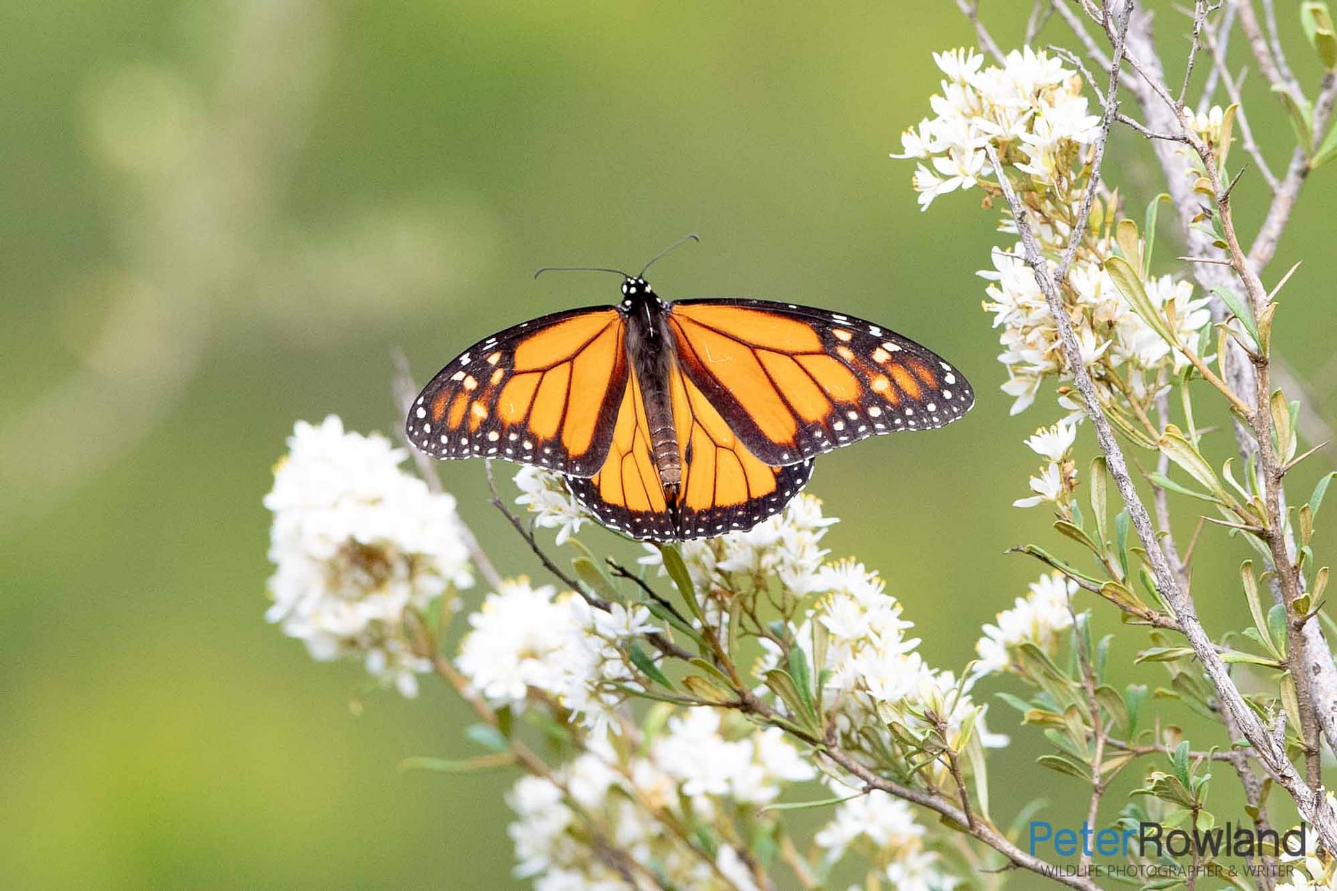 A Monarch Butterfly perching on a white flower
