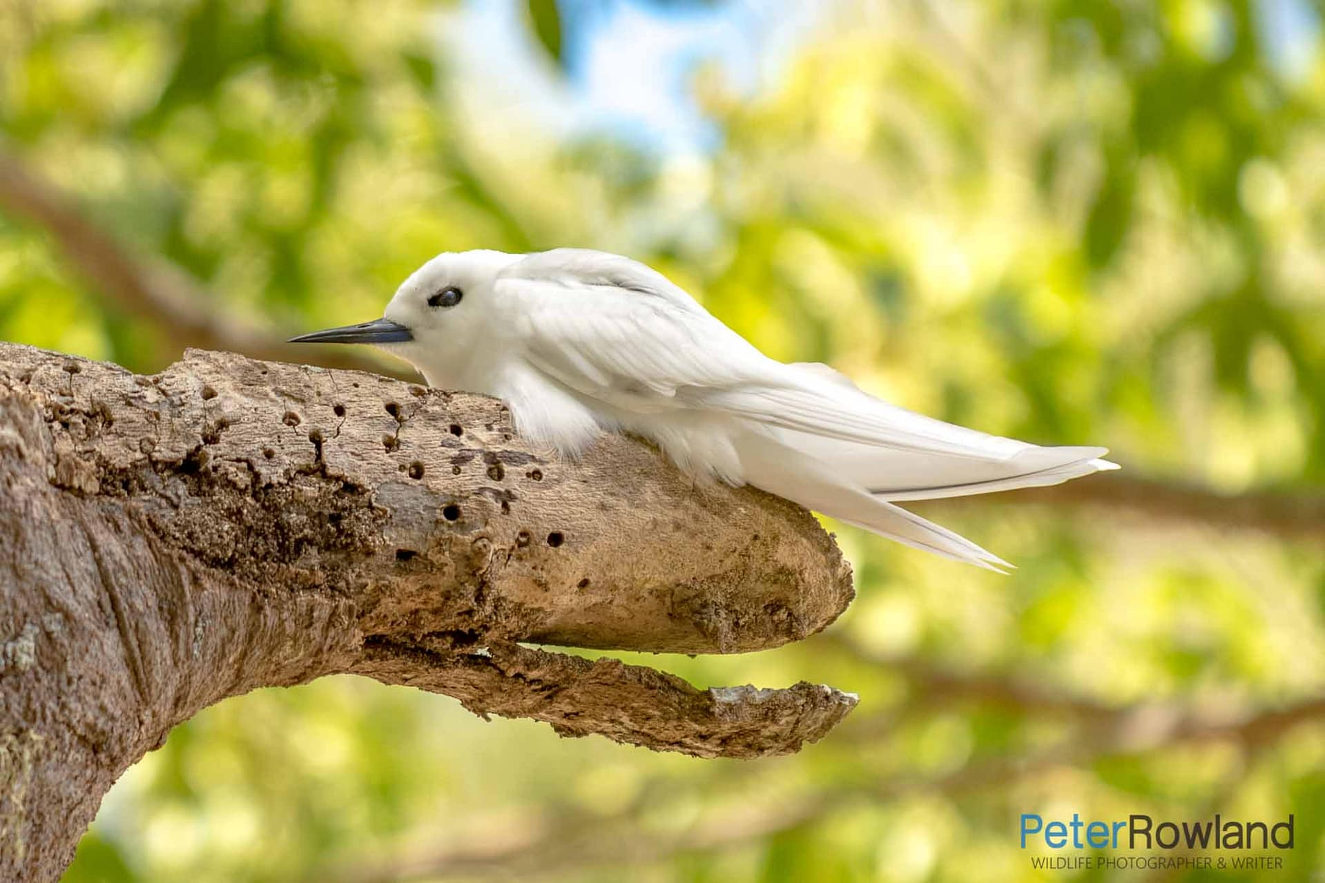 A White Tern nesting on a bare tree branch on Norfolk Island