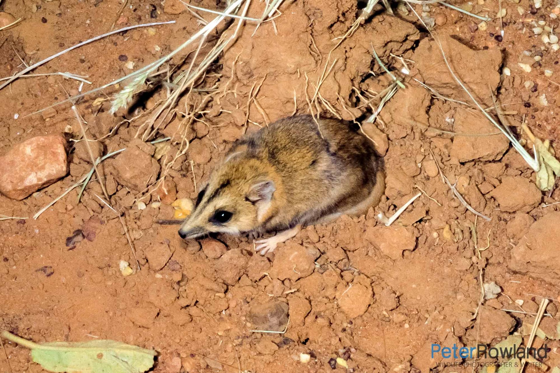 A Stripe-faced Dunnart foraging on bare soil