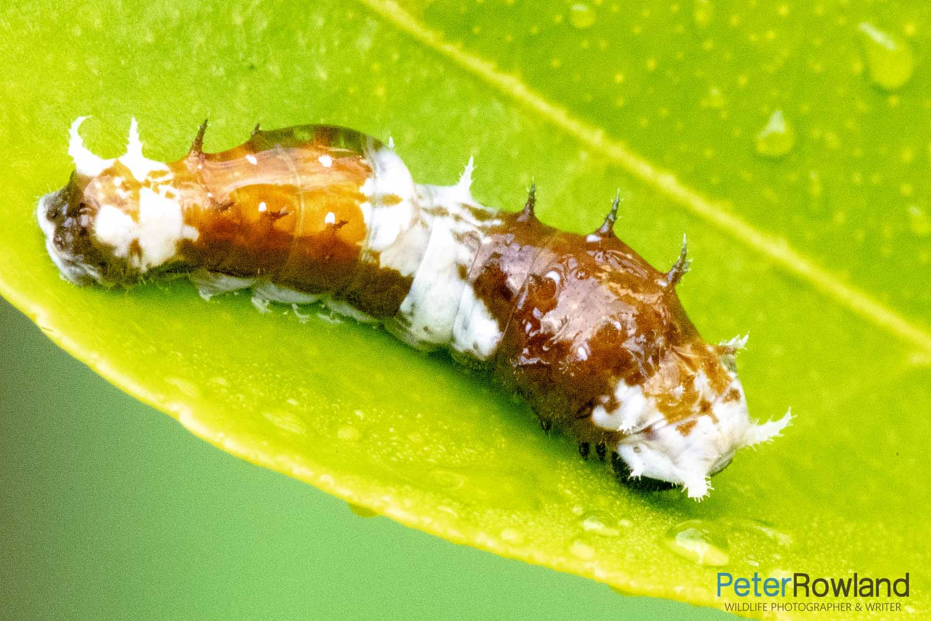 Orchard Swallowtail (early instar) An early instar caterpillar of an Orchard Swallowtail feeding on a green leaf