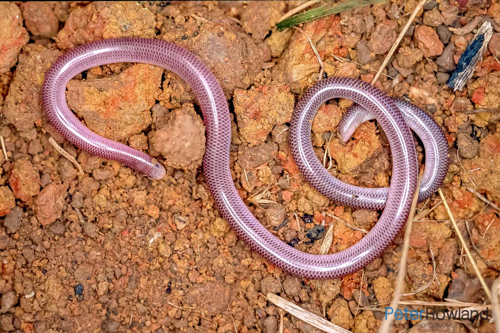 A Blackish Blind Snake on rocky soil
