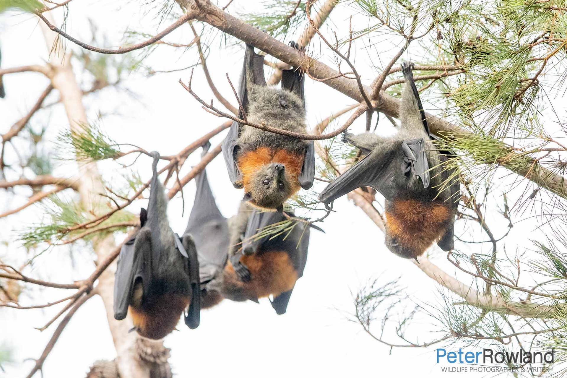 Grey-headed Flying-fox A roosting colony camp of Grey-headed Flying-foxes within casuarina trees