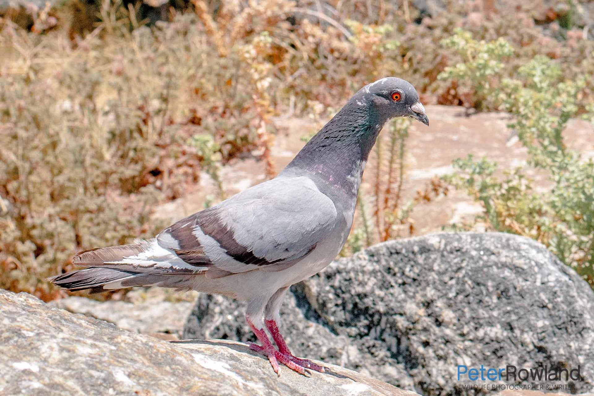 A Rock Dove (or Feral Pigeon) standing on a rocky outcrop