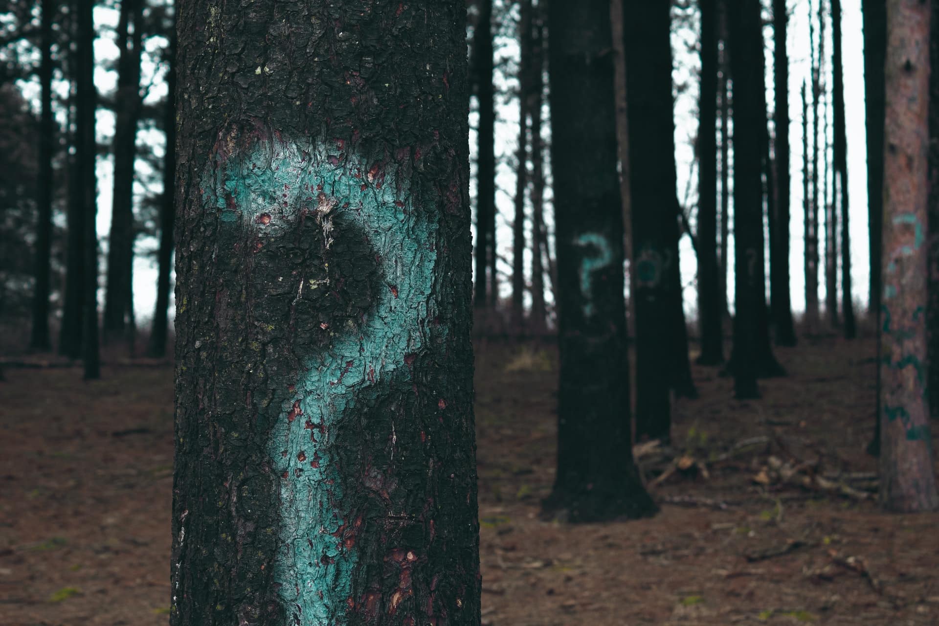 Trees in a forest with question marks