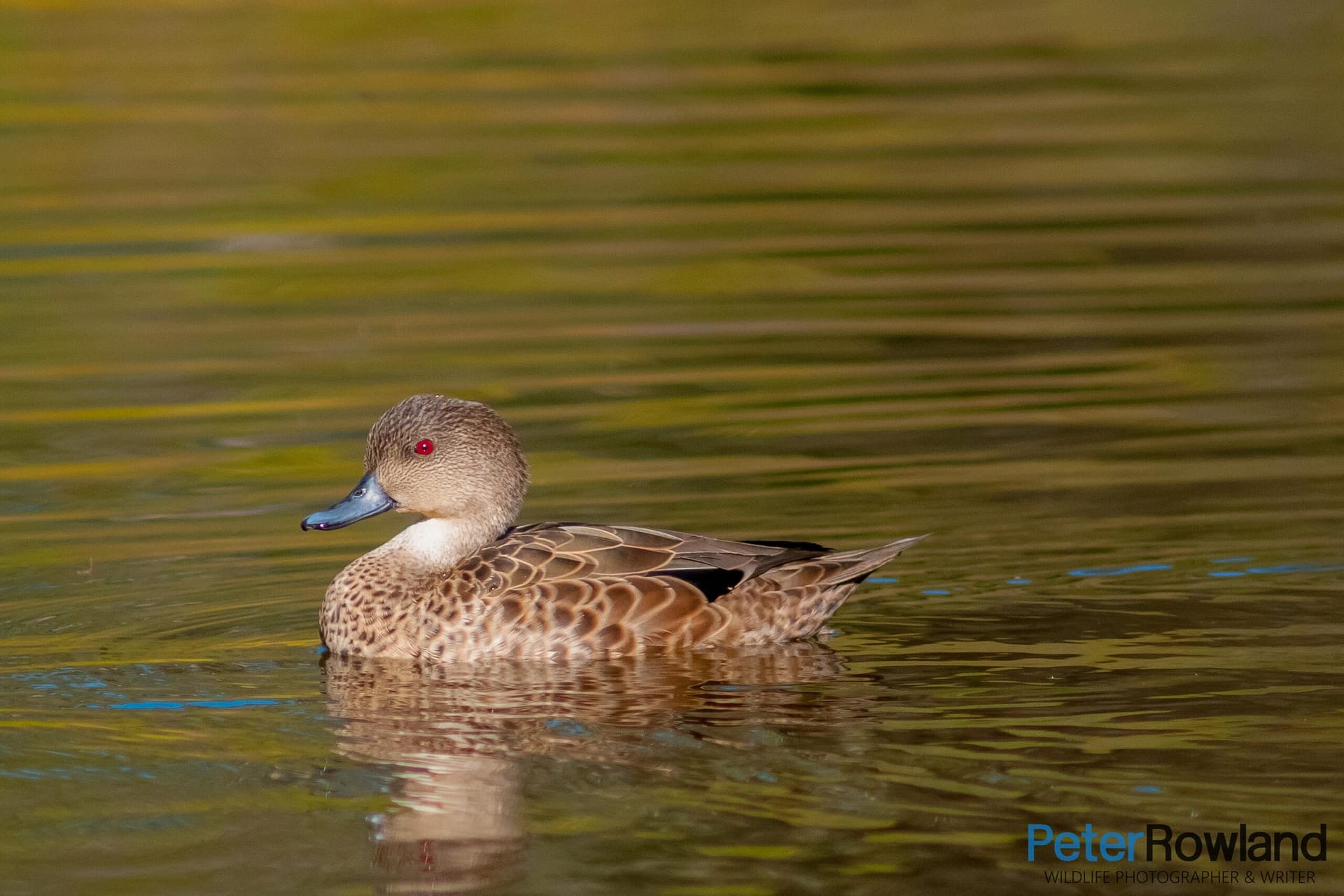 A Grey Teal swimming on the surface of a pond