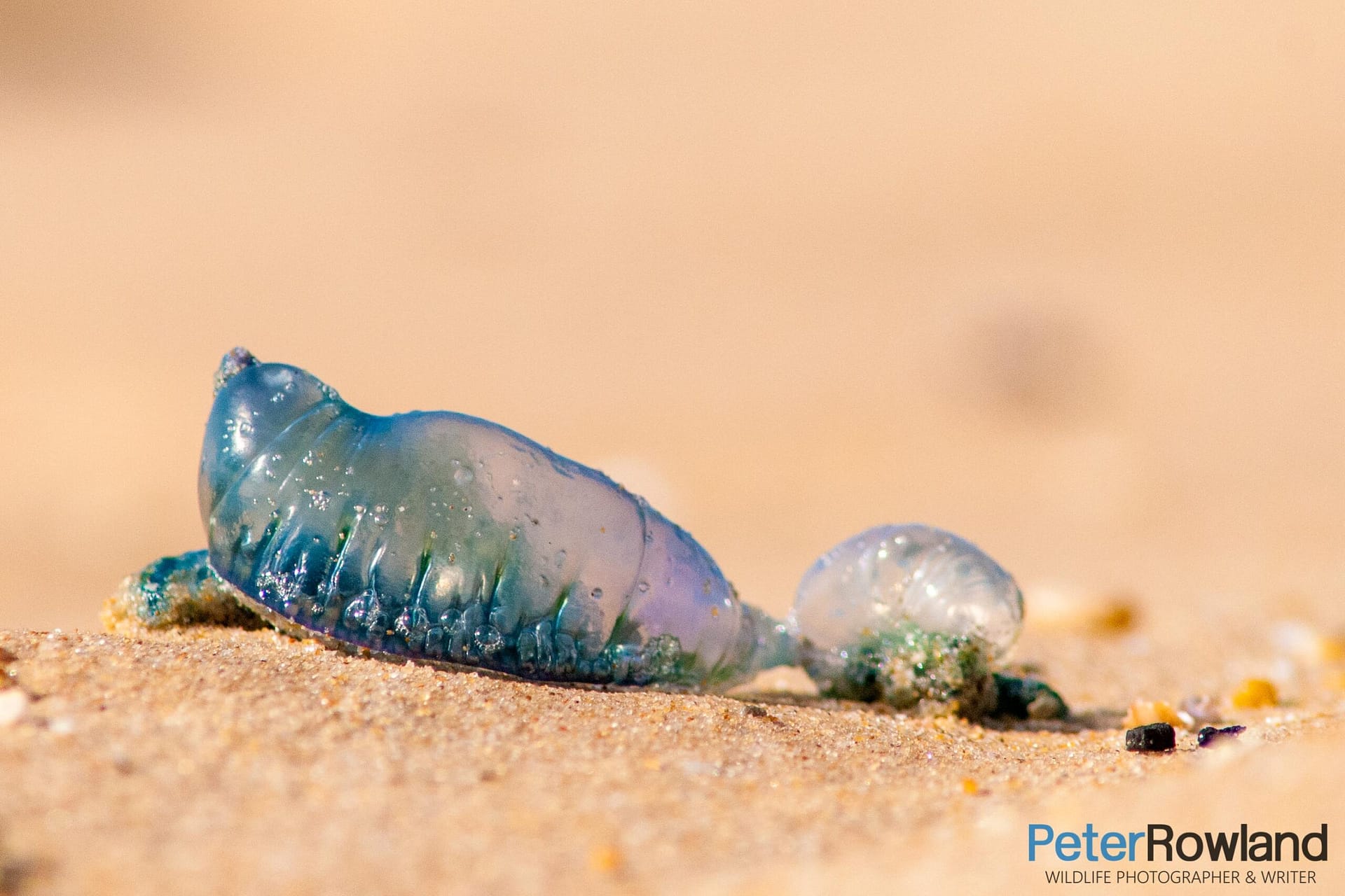 Portuguese Man O'War (or bluebottle) wash up on sandy beach
