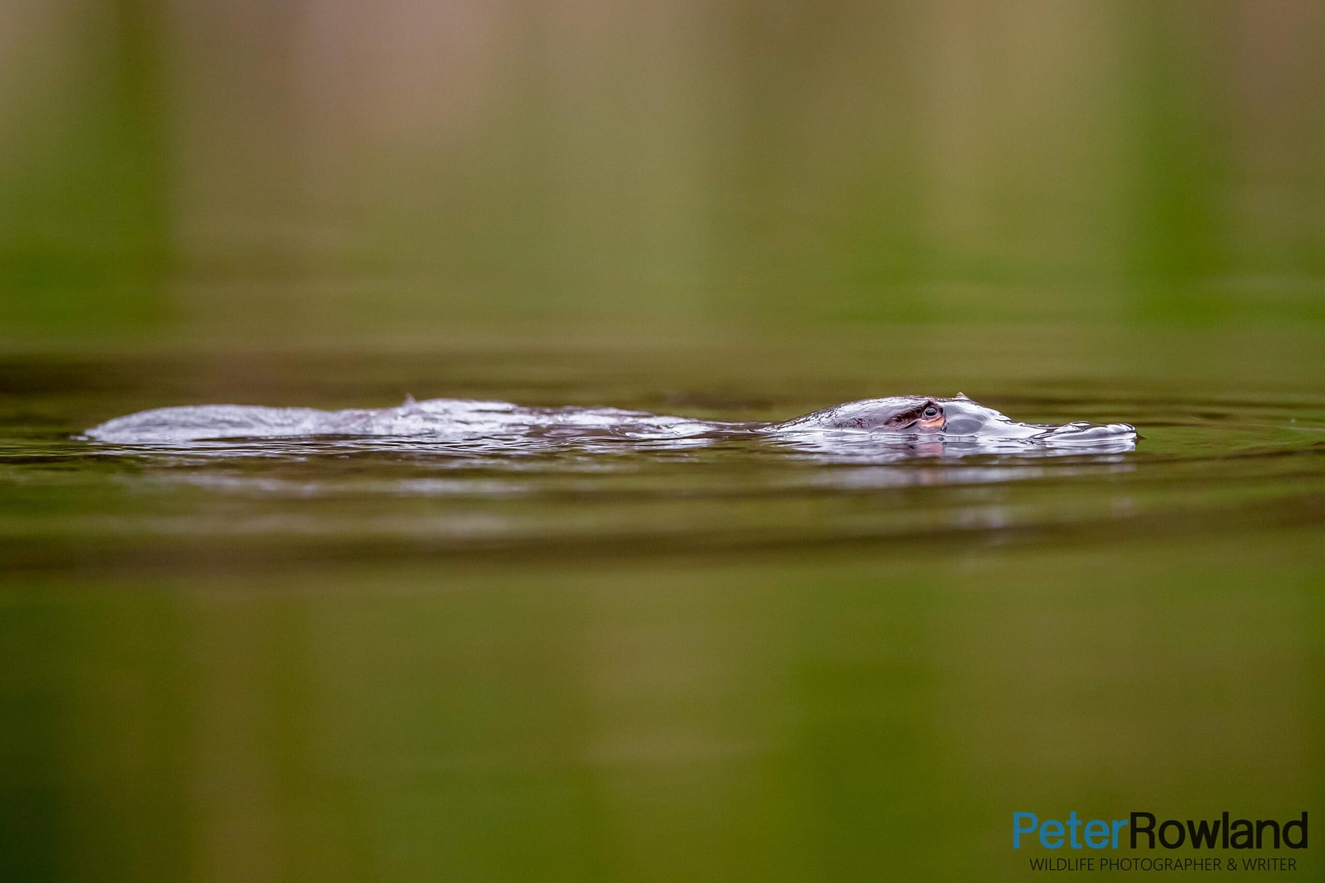 A Platypus swimming in still waters