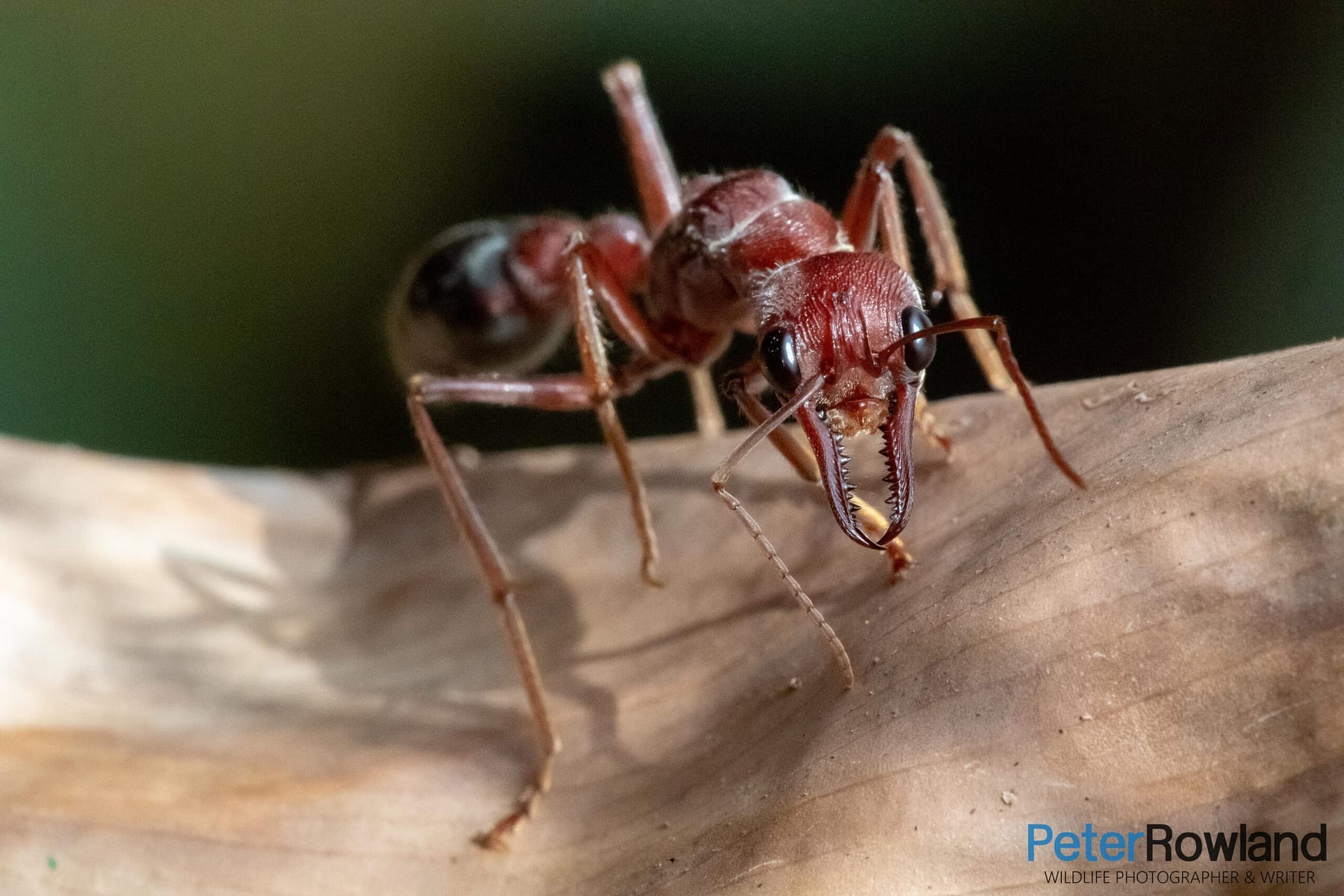 A Giant Bull Ant or Bulldog Ant on a dead leaf
