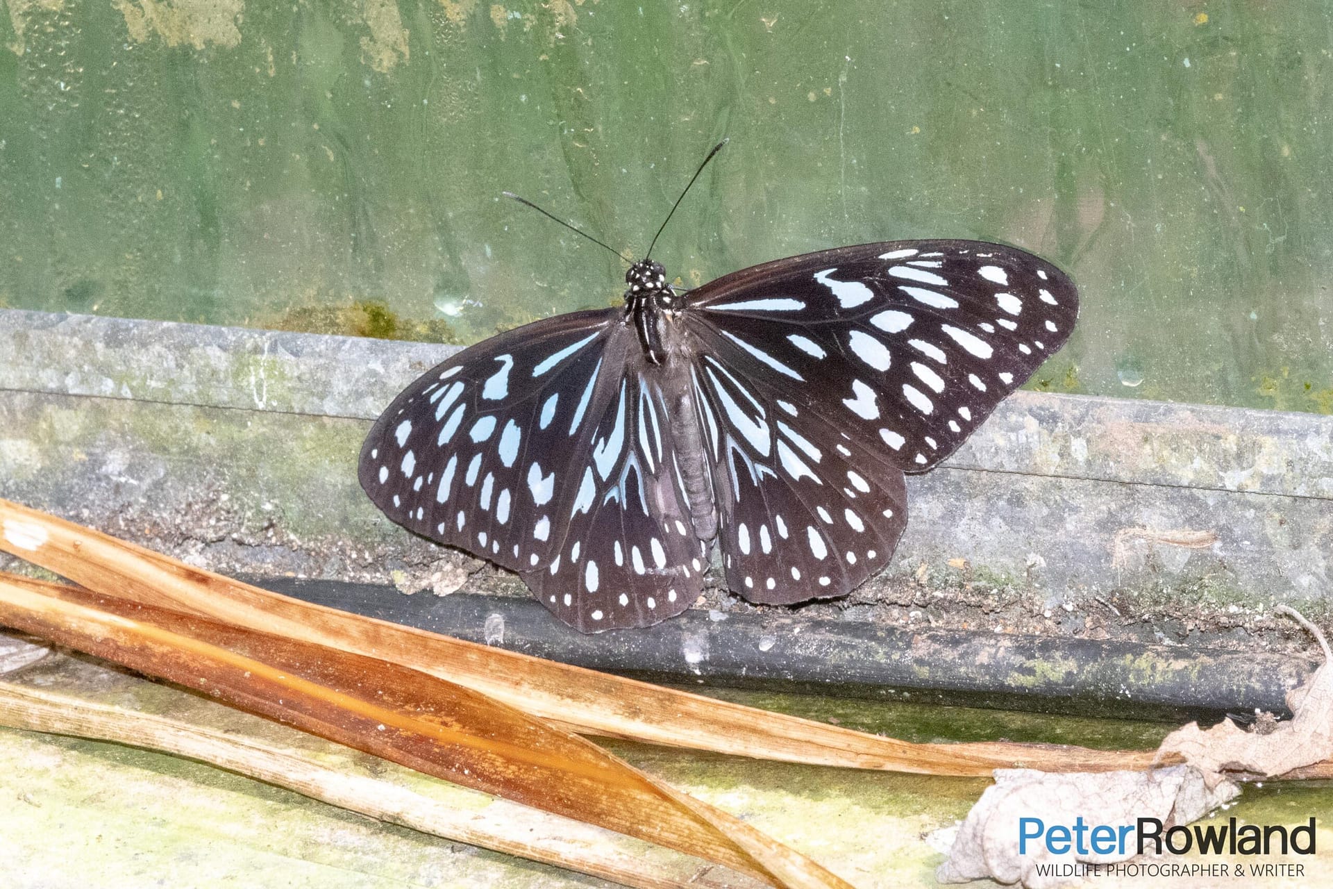 Blue Tiger Butterfly - Tirumala hamata Blue Tiger Butterfly (Tirumala hamata) at Coffs Harbour Butterfly House