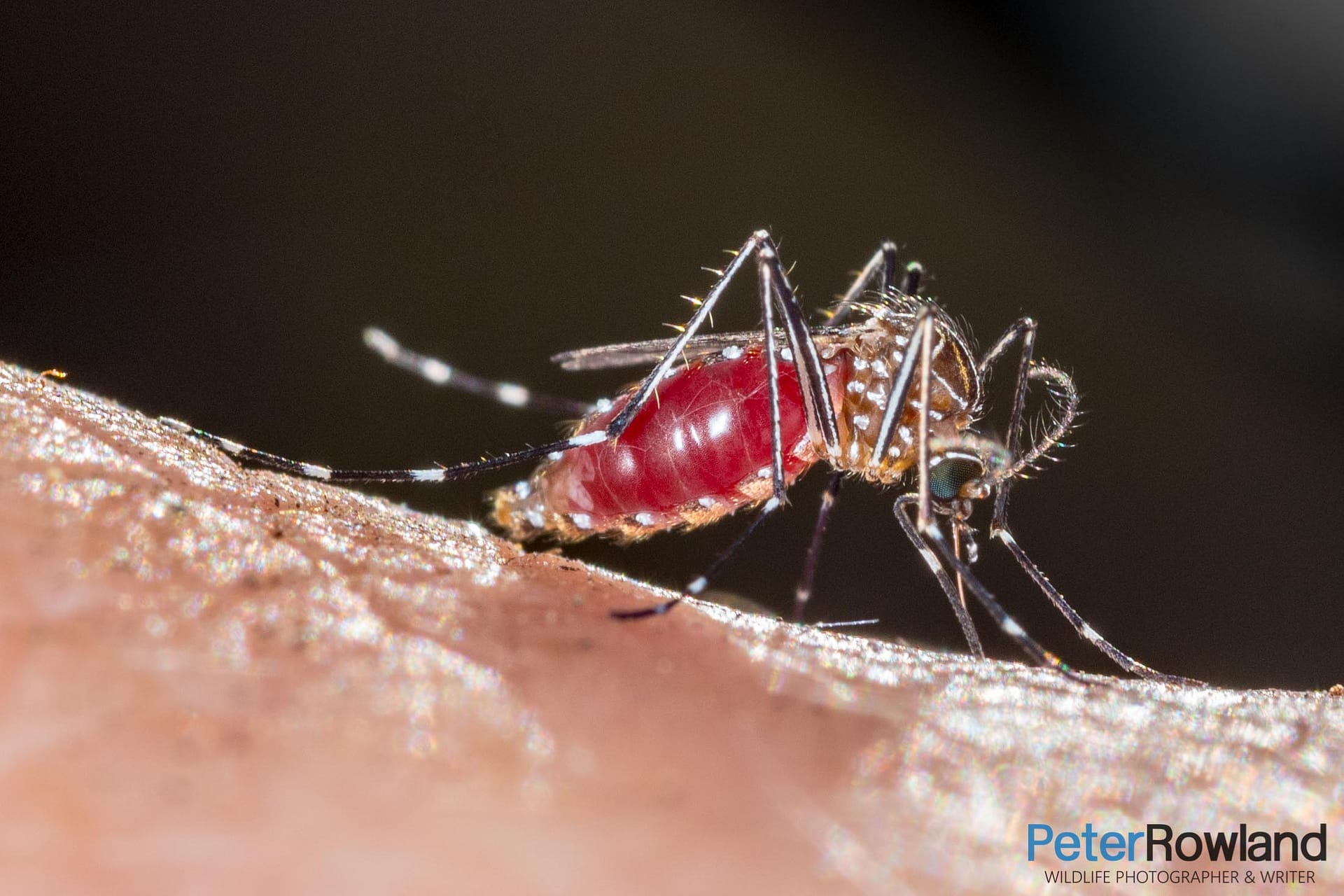 A Striped Mosquito on the back of it's victim's hand, full of blood