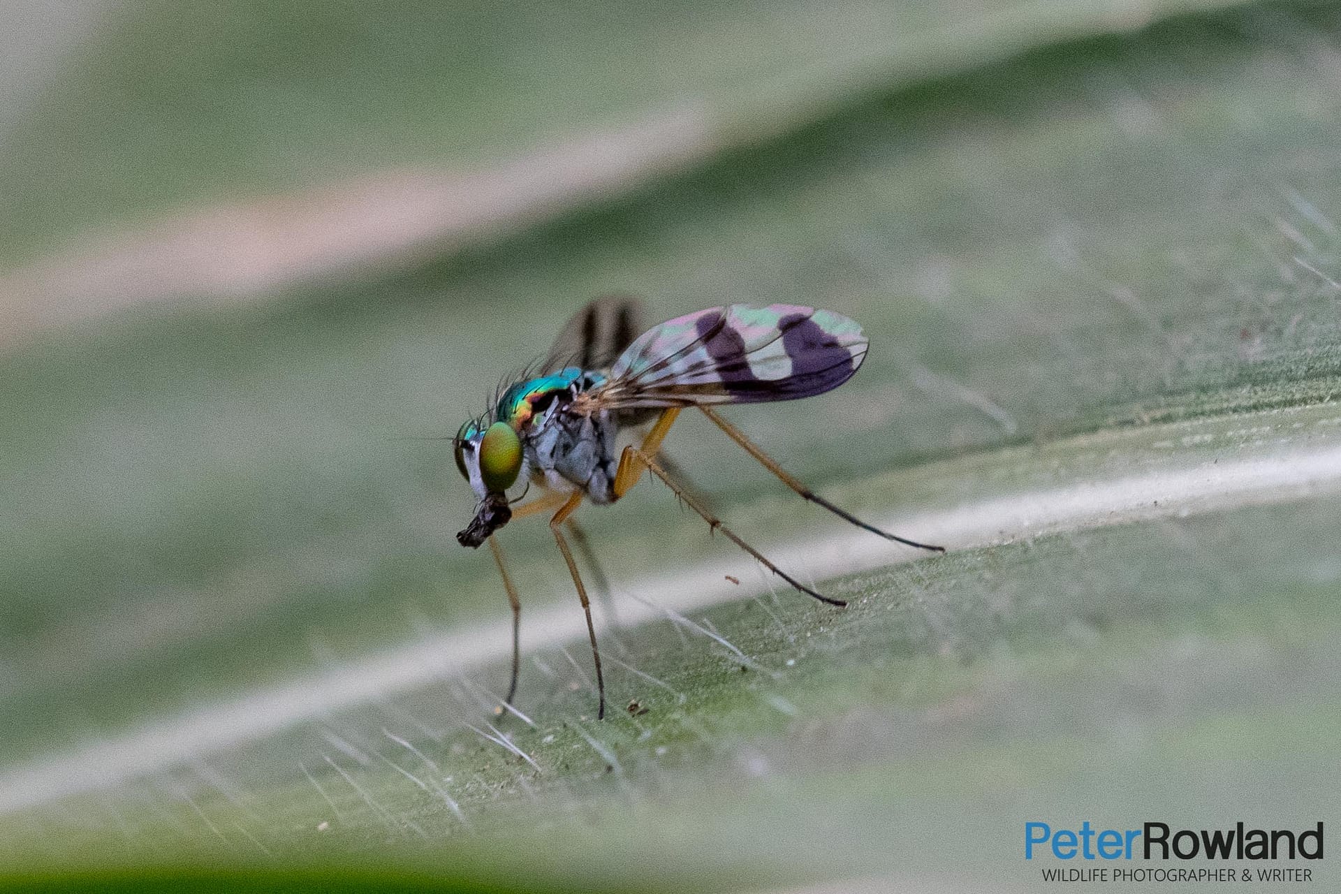 Green Long-legged Fly on a green leaf