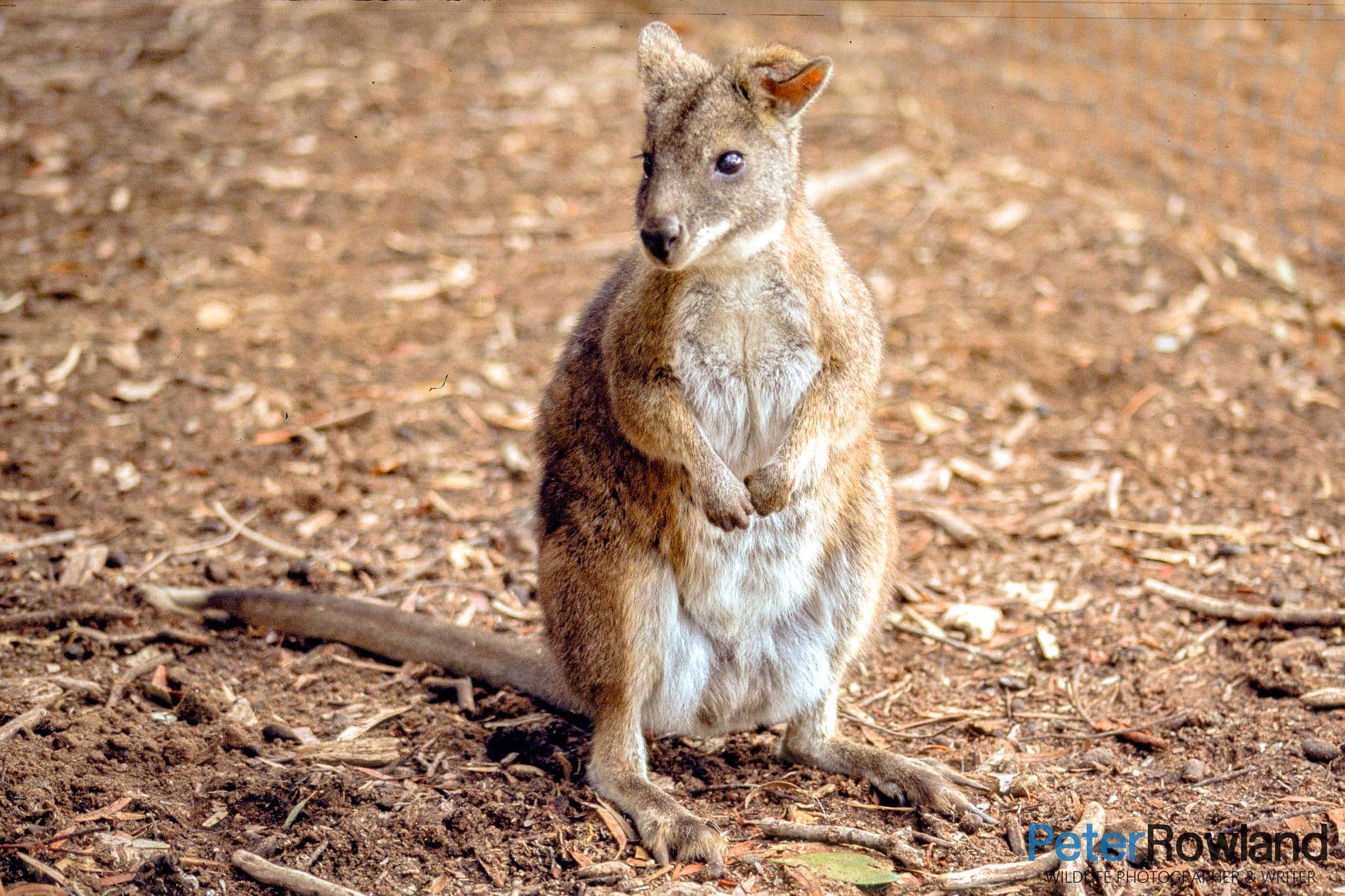 A Parma Wallaby in captivity