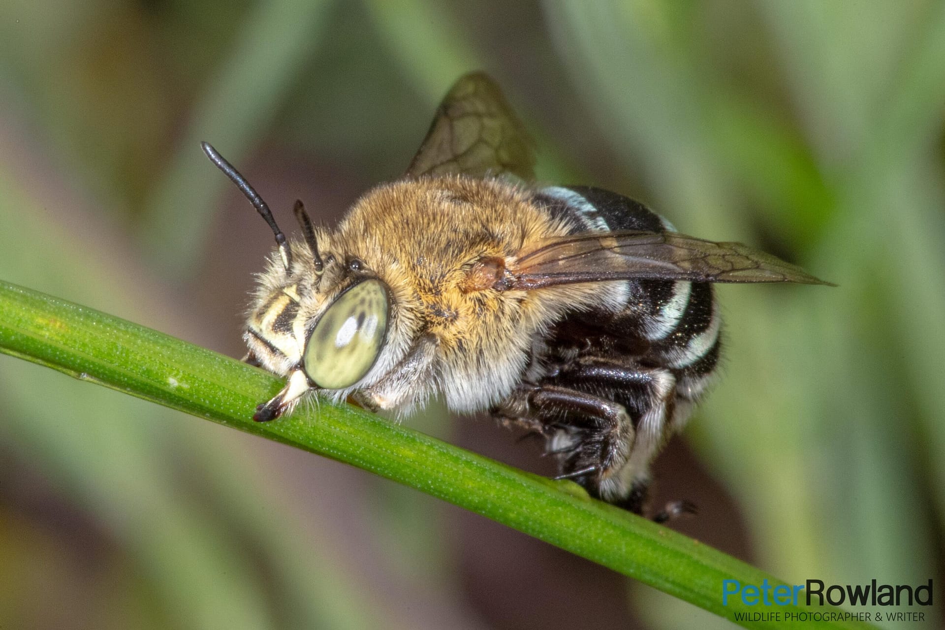 Blue Banded Bee - Amegilla sp. A Blue Banded Bee on a thin green plant stem in a garden