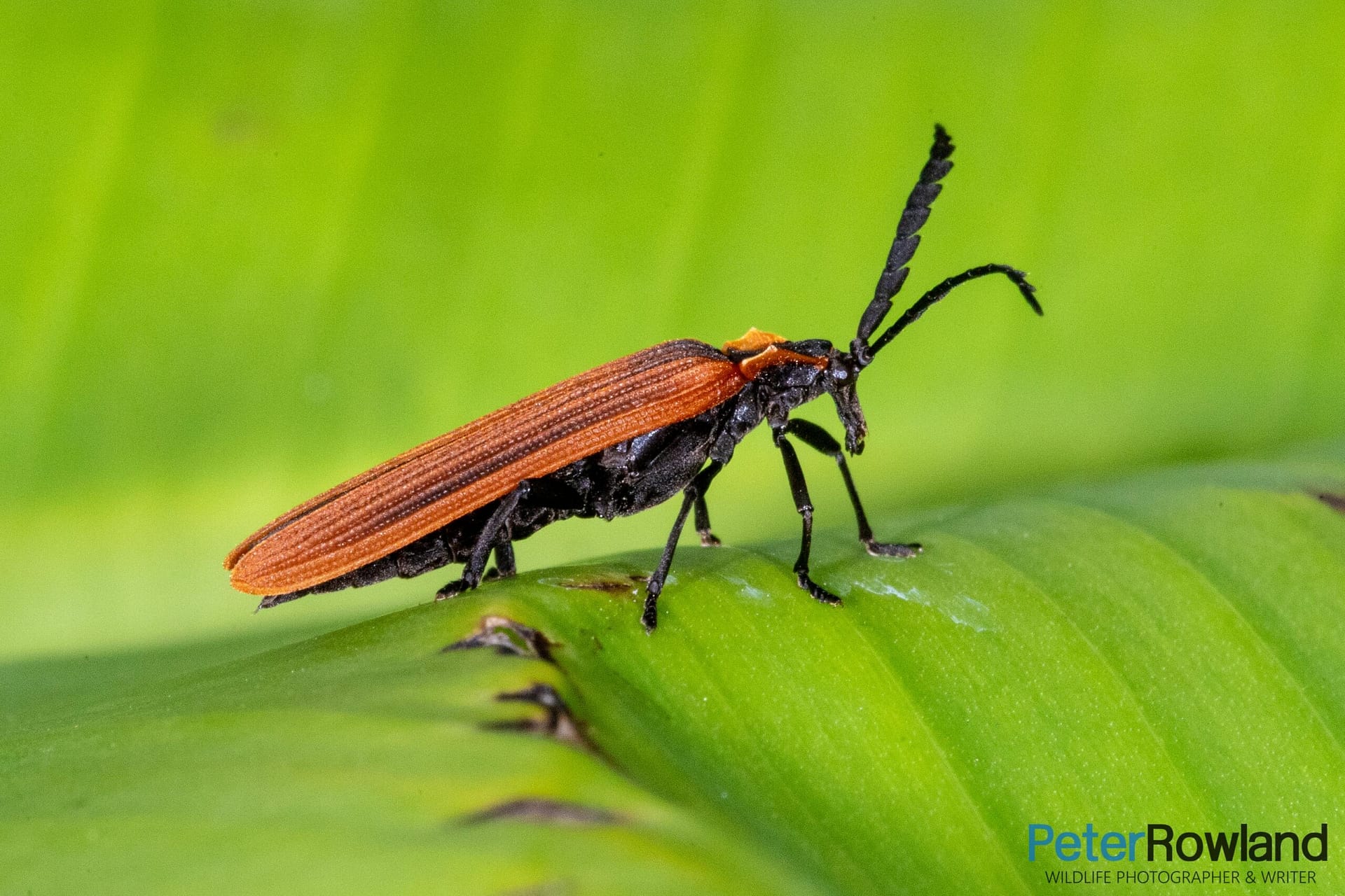 Red-shouldered Lycid on a large green leaf