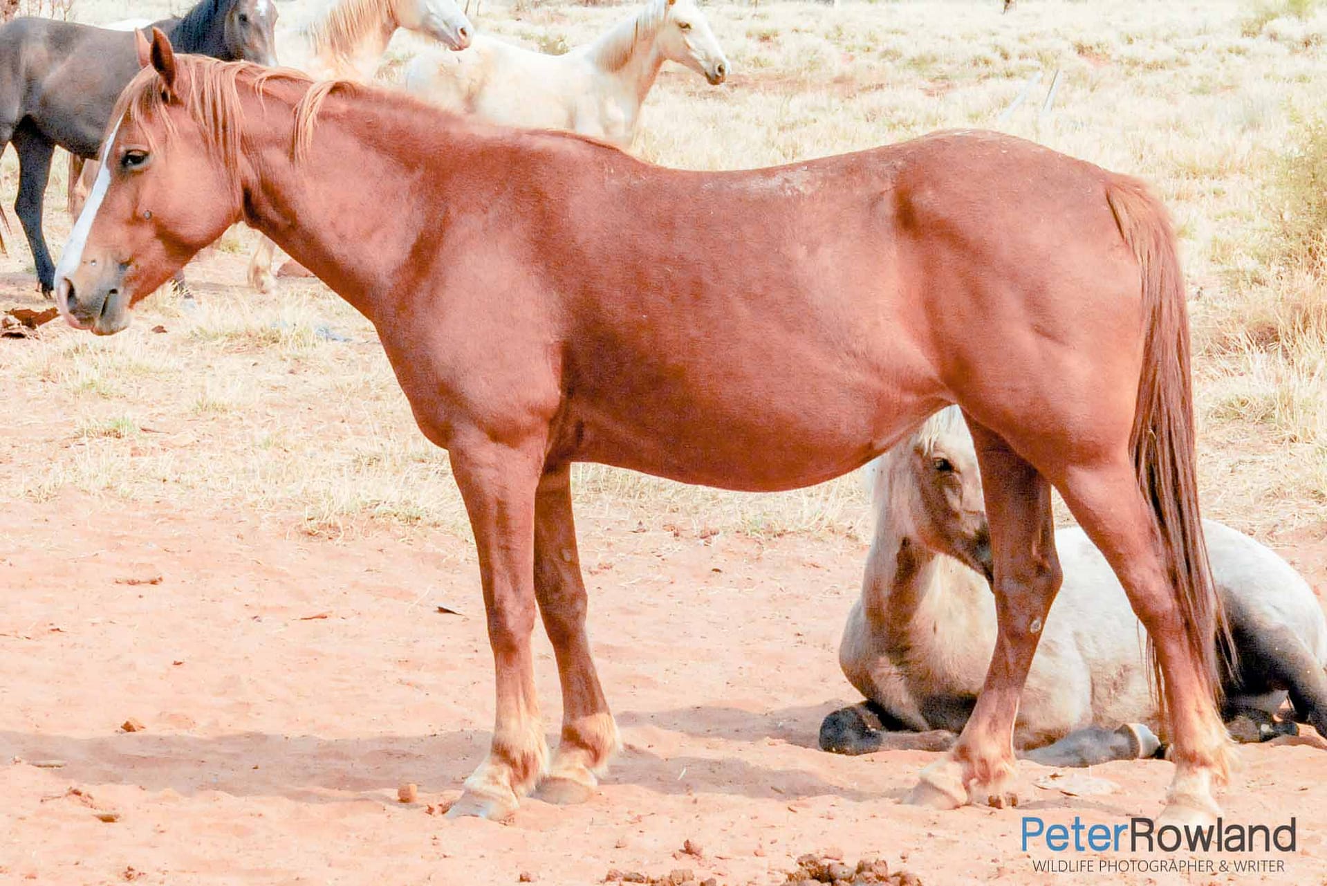 Horses in an open paddock on an outback property