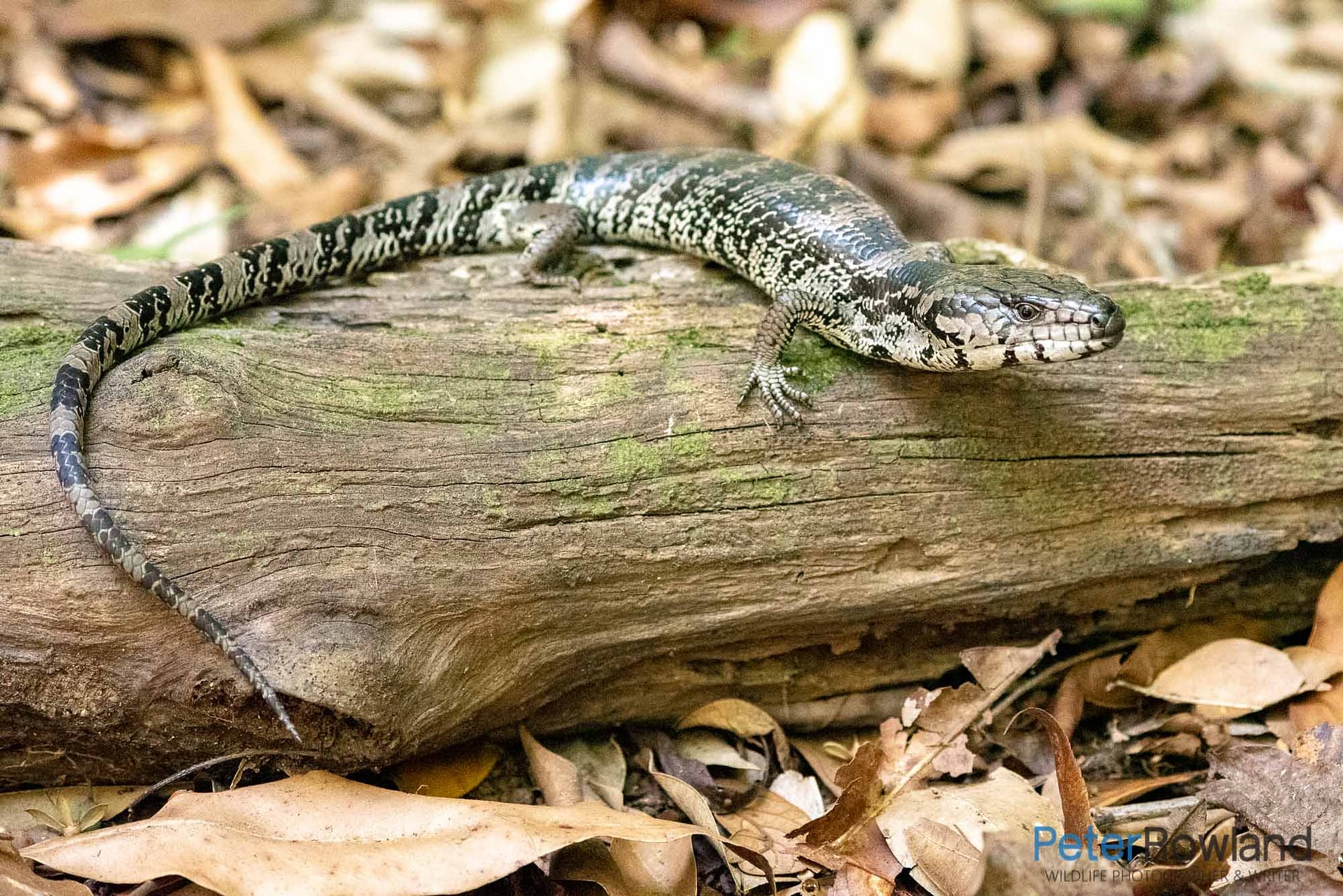 Pink-tongue Lizard climbing over a fallen tree branch on the forest floor. [Photographed by Peter Rowland]