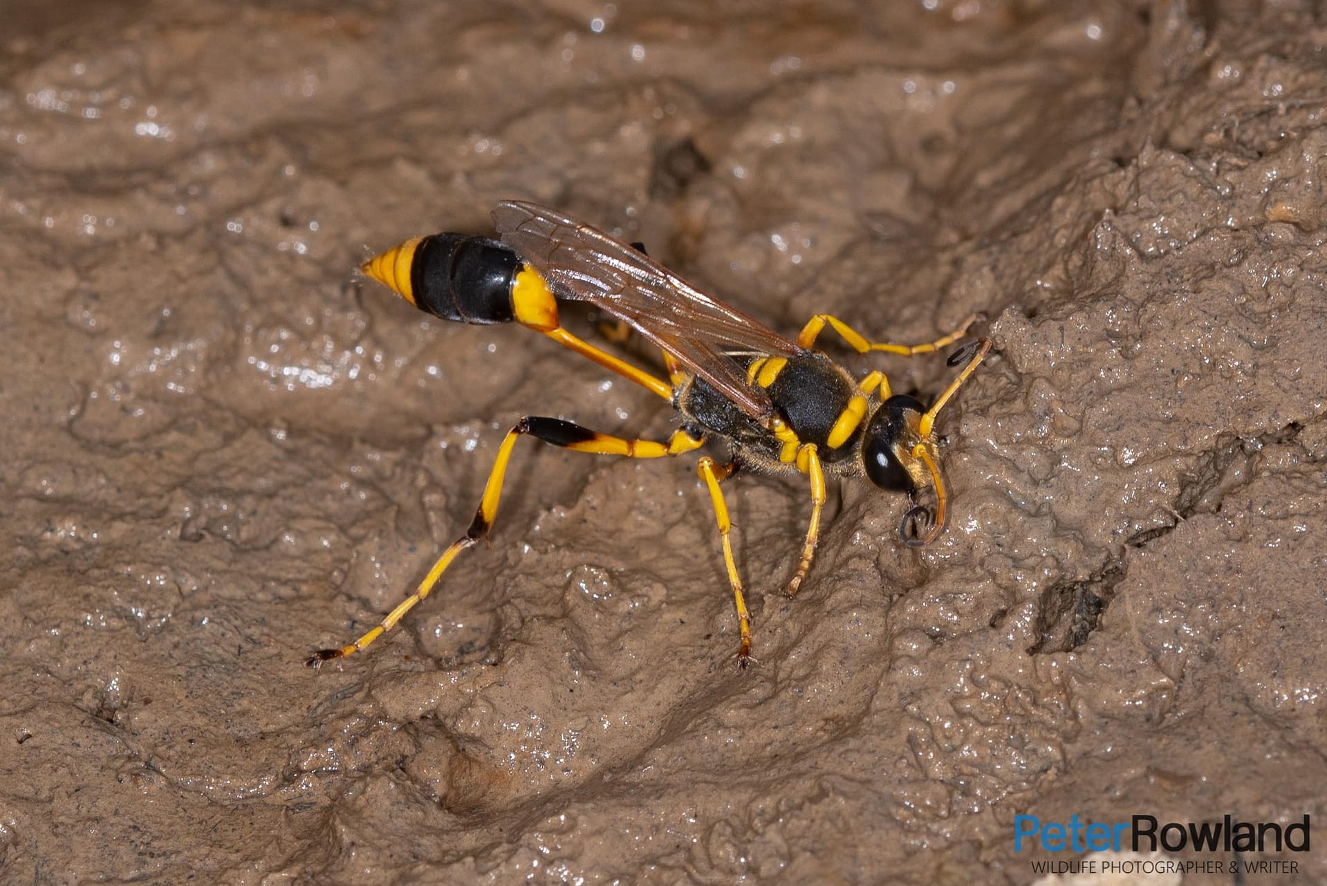 A Mud Dauber Wasp gathering mud for it's nest