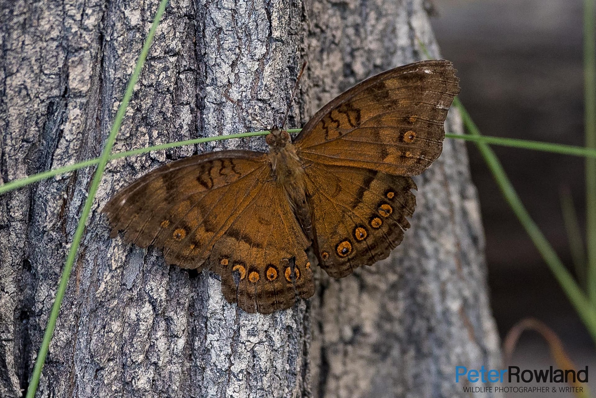 A Chocolate Argus butterfly resting on the trunk of a tree