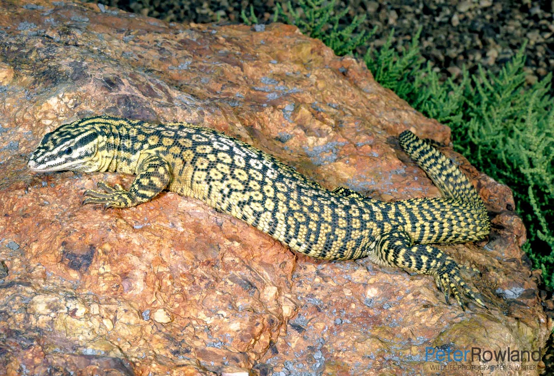Ridge-tailed Monitor A Ridge-tailed monitor basking on a rock