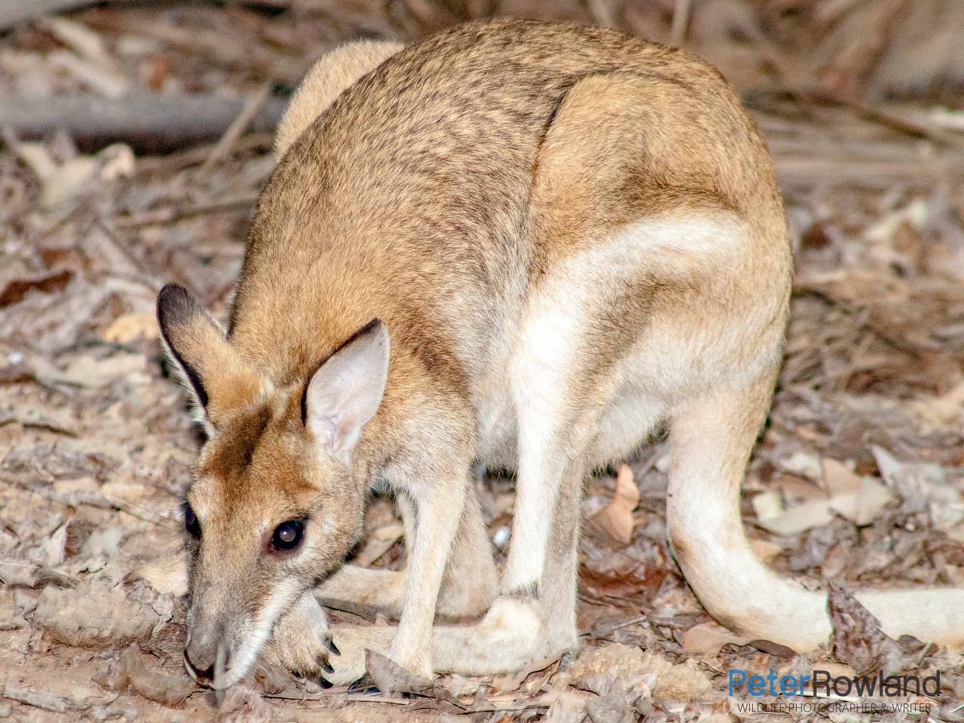 Agile Wallaby inspecting leaf litter