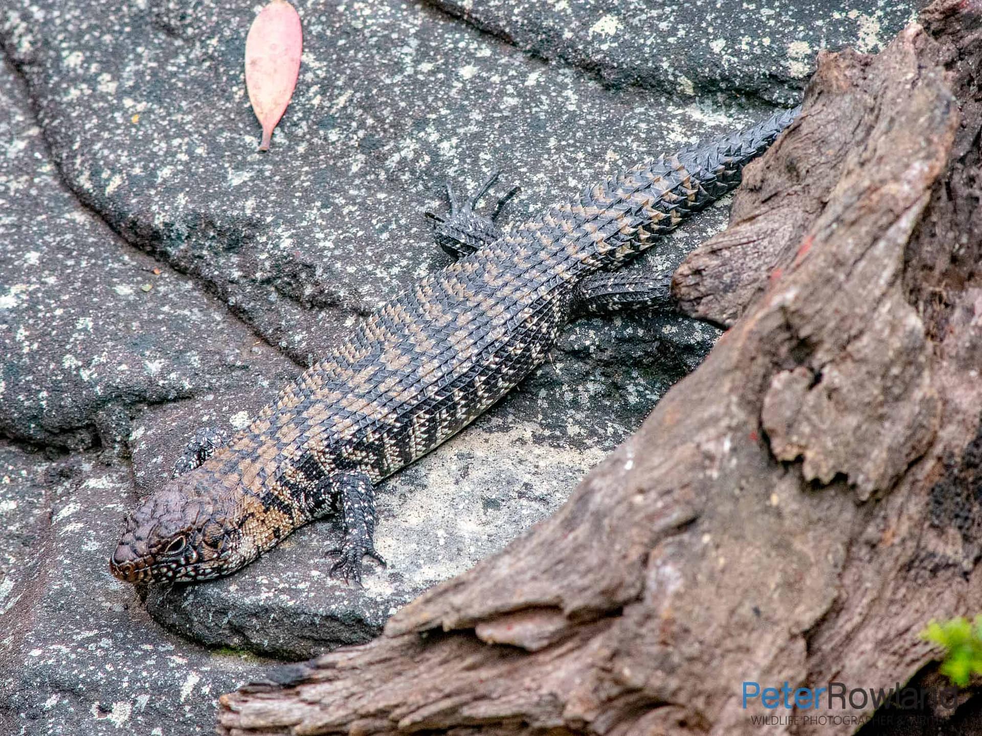 A Cunningham's Skink on a rock