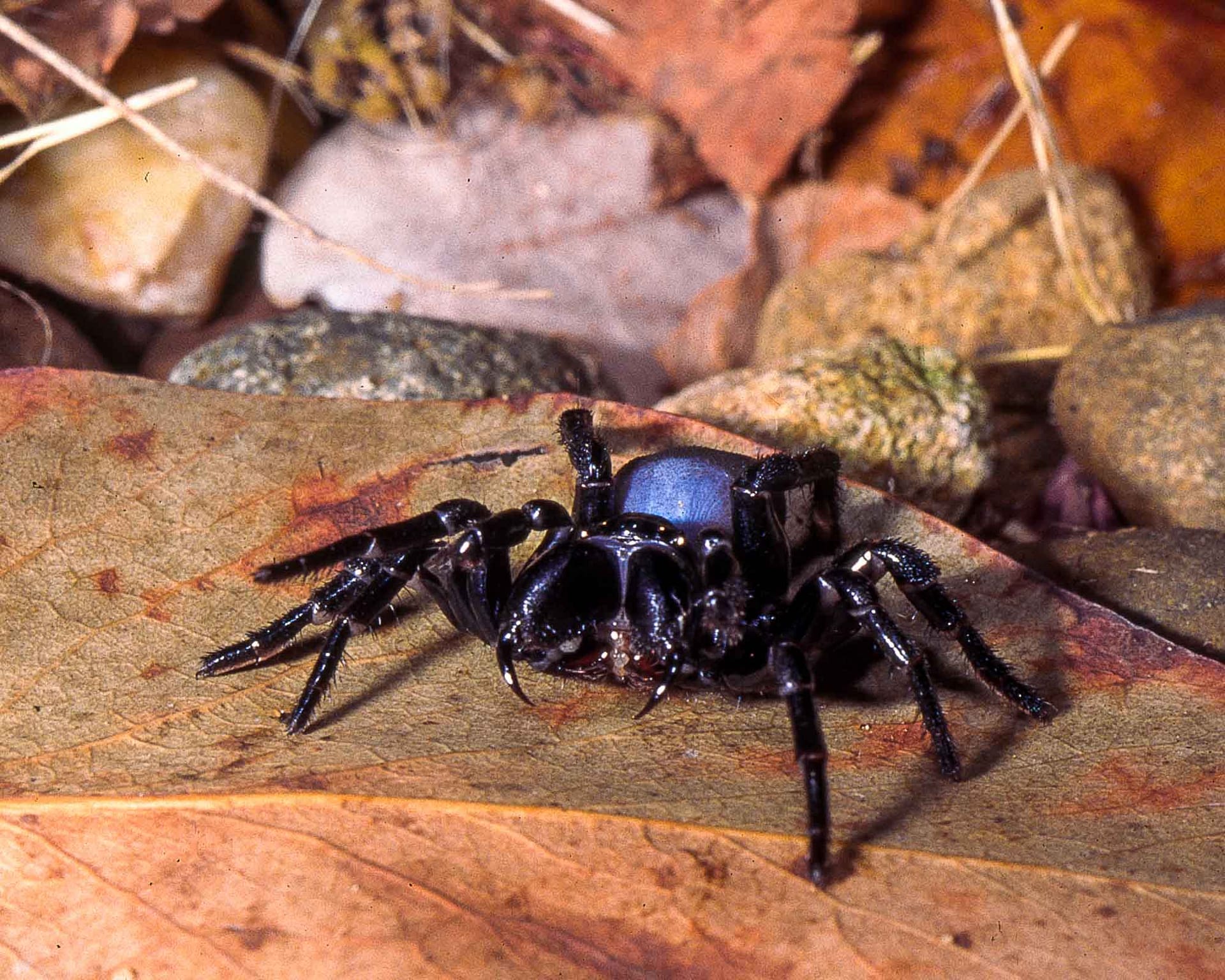 Eastern Mouse Spider Missulena bradleyi An Eastern Mouse Spider looking toward the camera from a leaf
