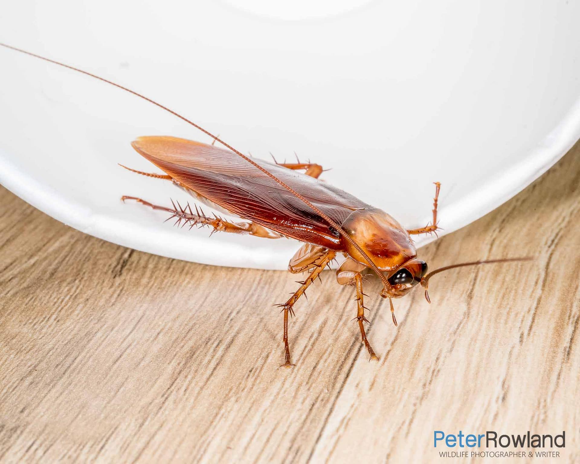 An American Cockroach coming out of a drinking cup