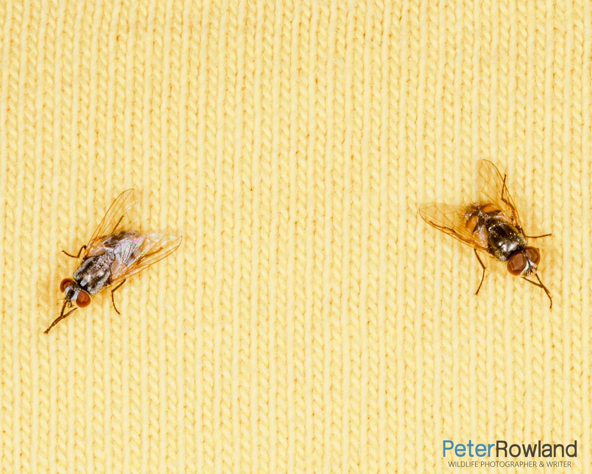 Male and female Australian Bush Flies perched on a yellow jumper
