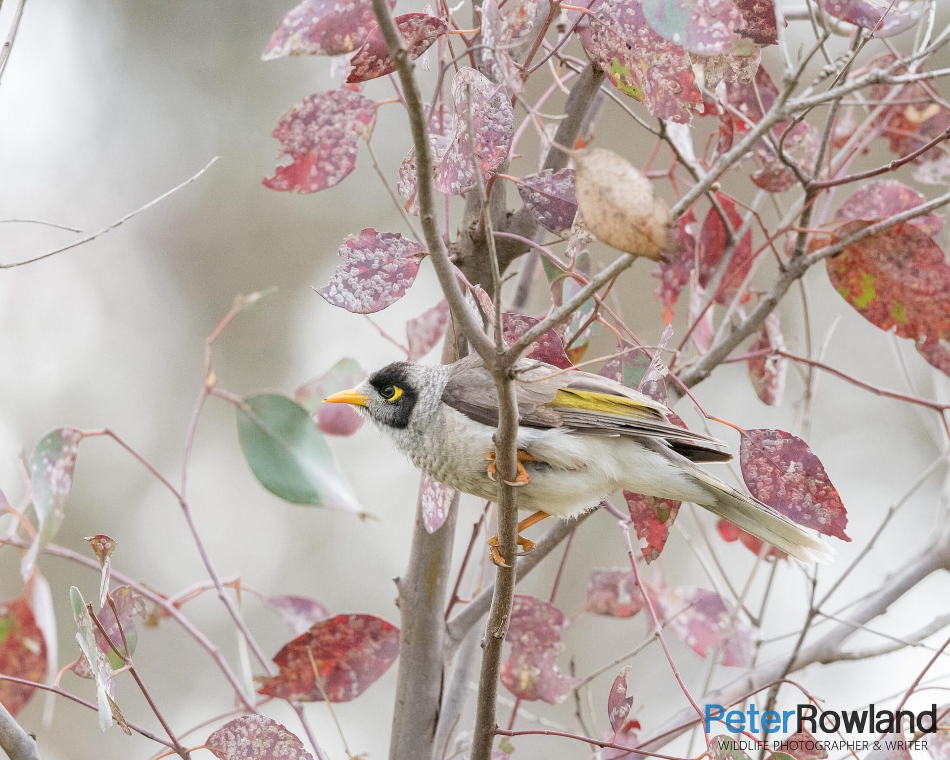 A Noisy Miner perched in a tree. Image taken in Mulligan's Flat Nature Reserve in Canberra