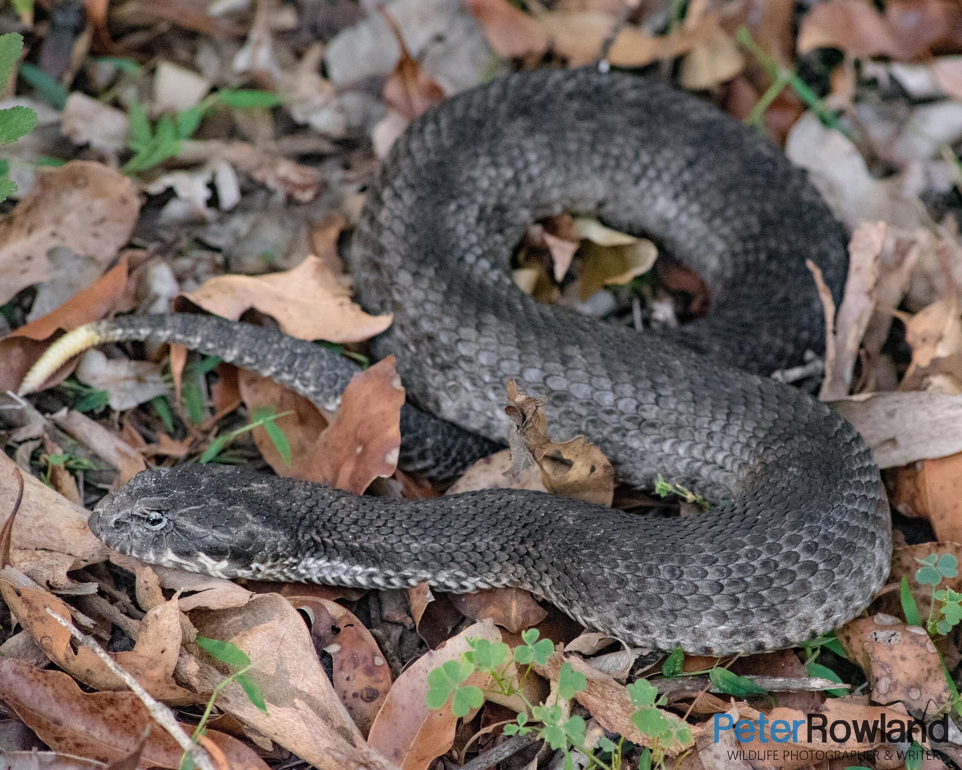 A Common Death Adder lightly coiled on the leaf-littered ground