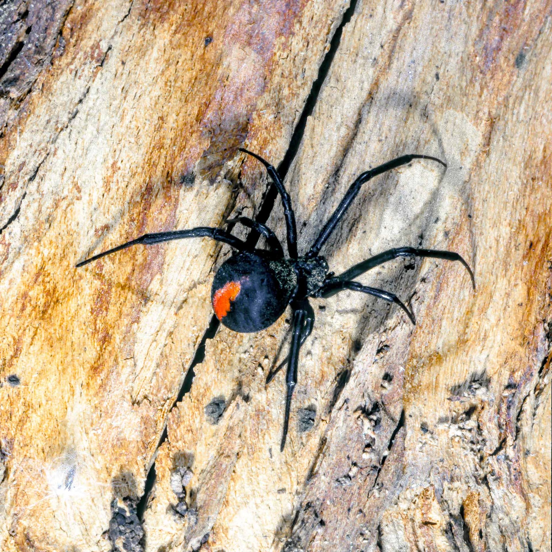 Red-backed Spider Red-backed Spider on a piece of wood