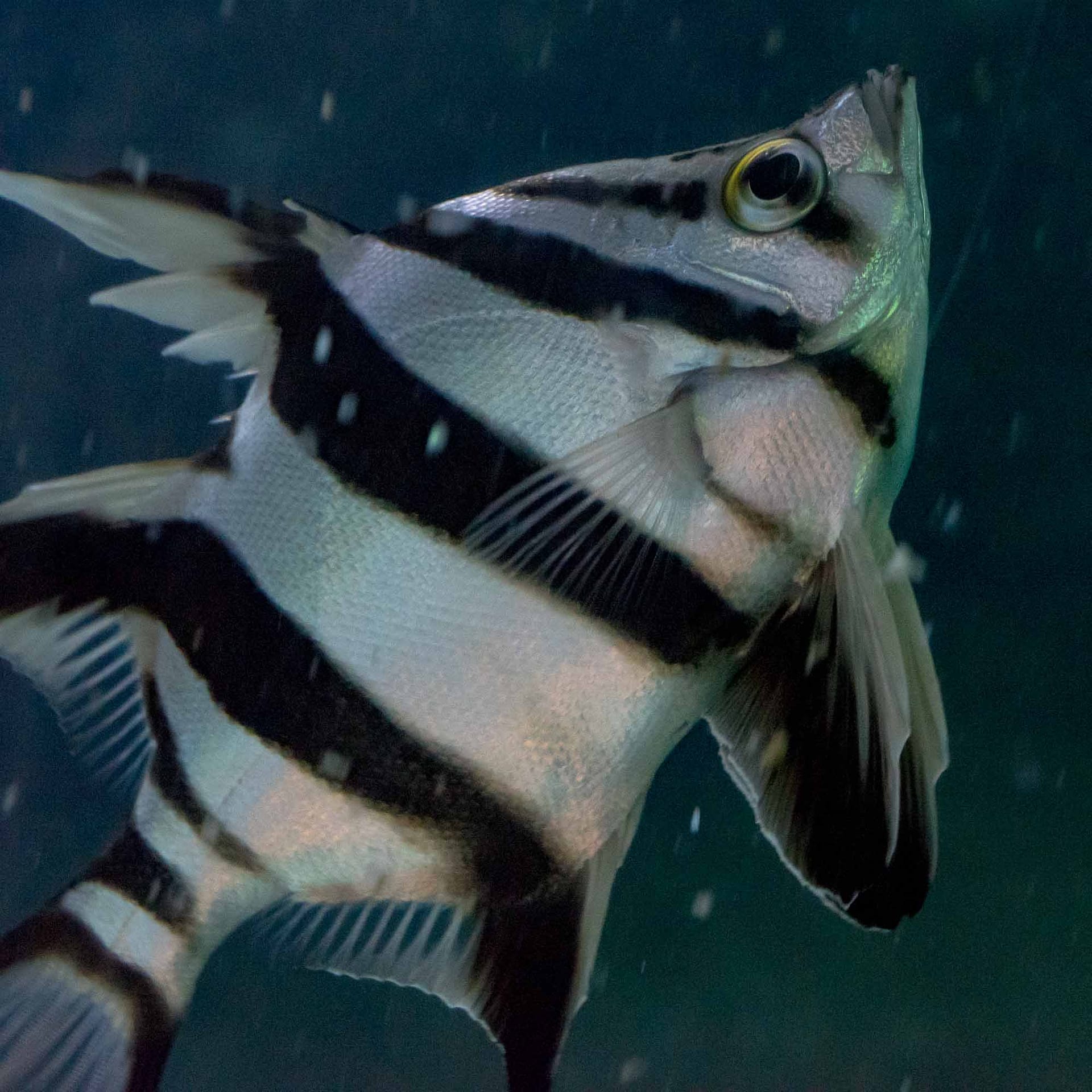Old Wife in an aquarium. [Photographed by Thomas Rowland]