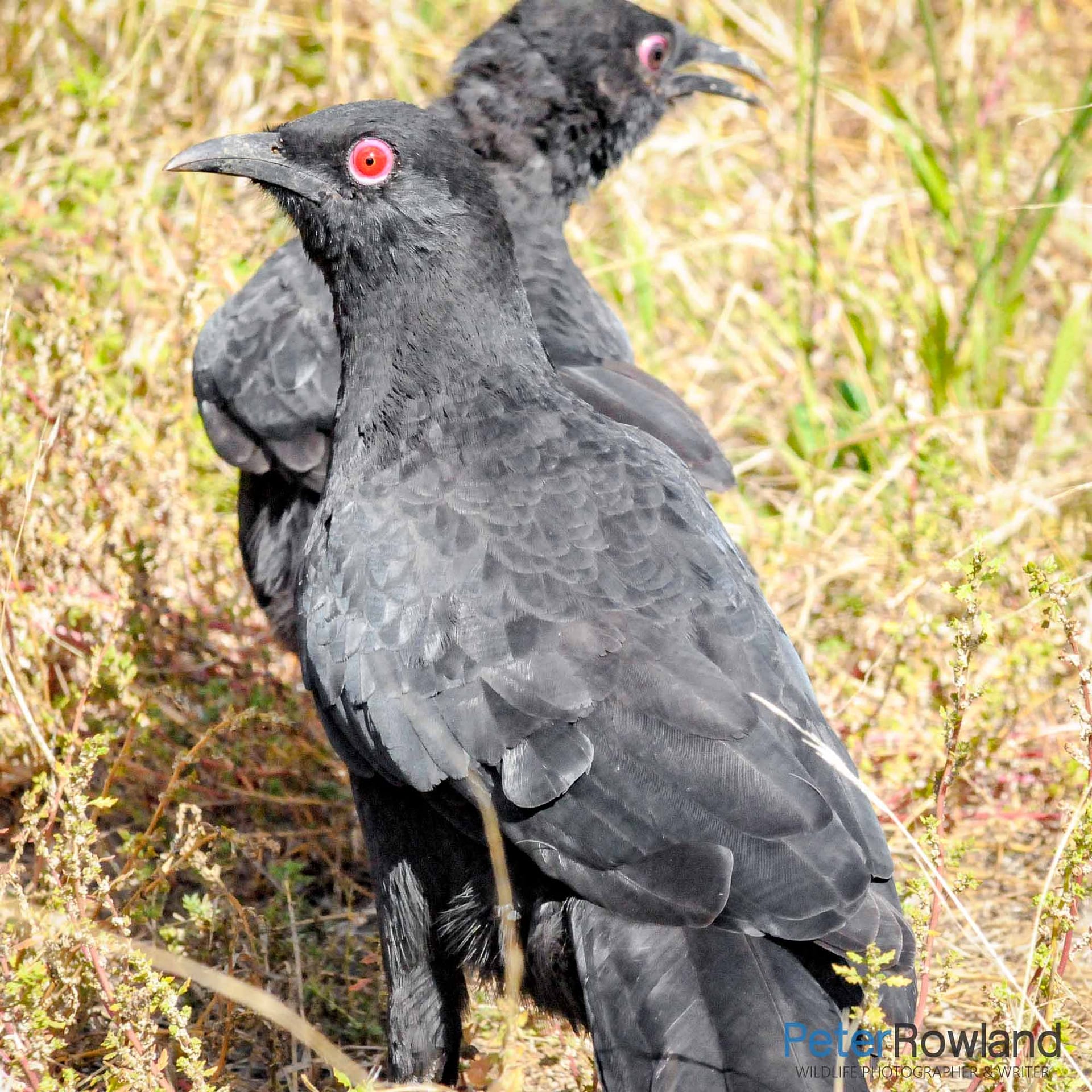 White-winged Chough (Corcorax melanorhamphos) pair standing in a grassy area