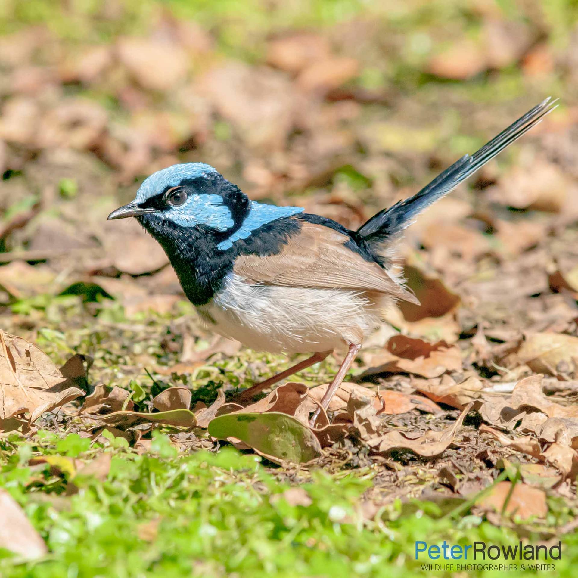 Male Superb Fairywren foraging amongst fallen leaves on grassy ground