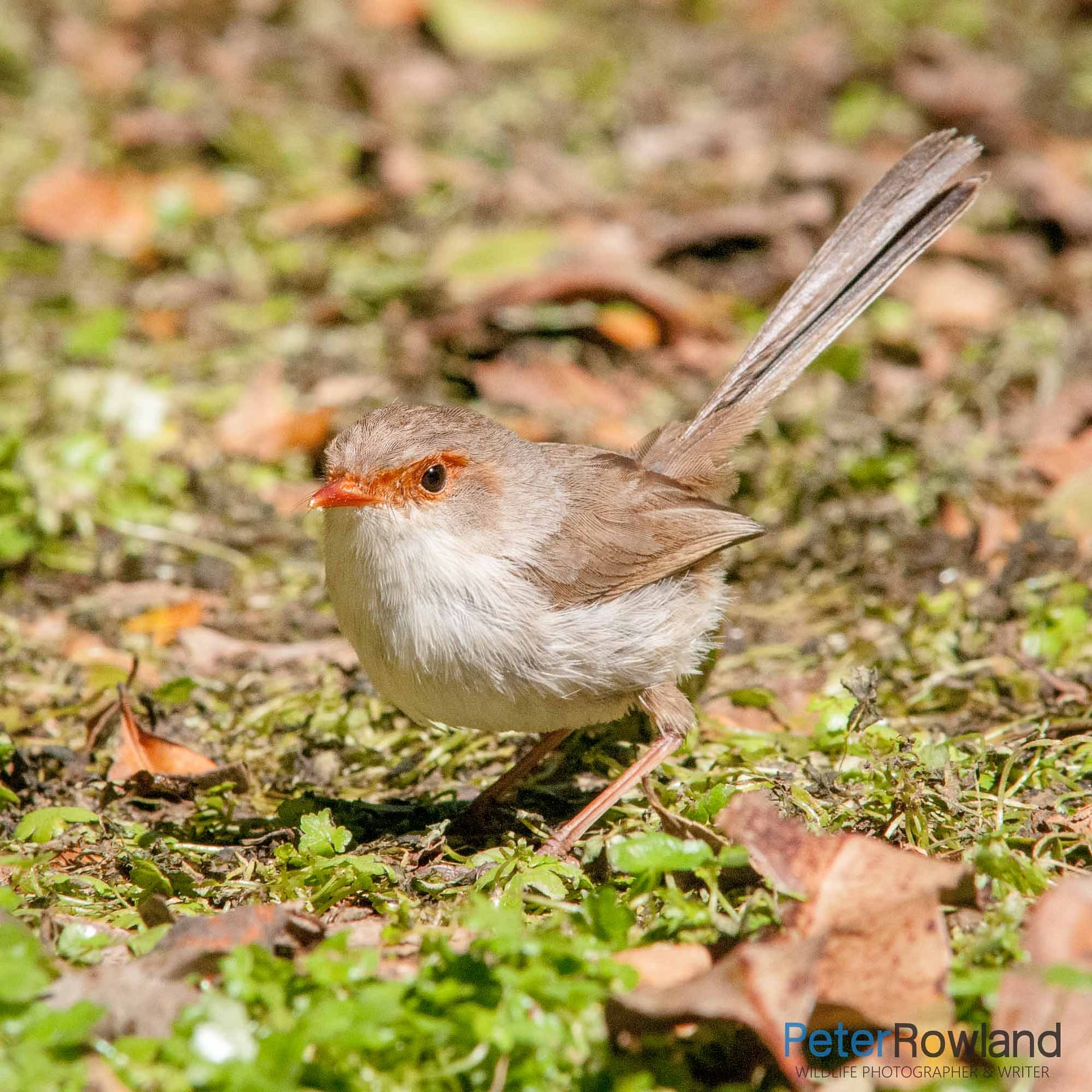 Superb Fairy-Wren Malurus cyaneus A female Superb Fairy-Wren on leaf-littered ground
