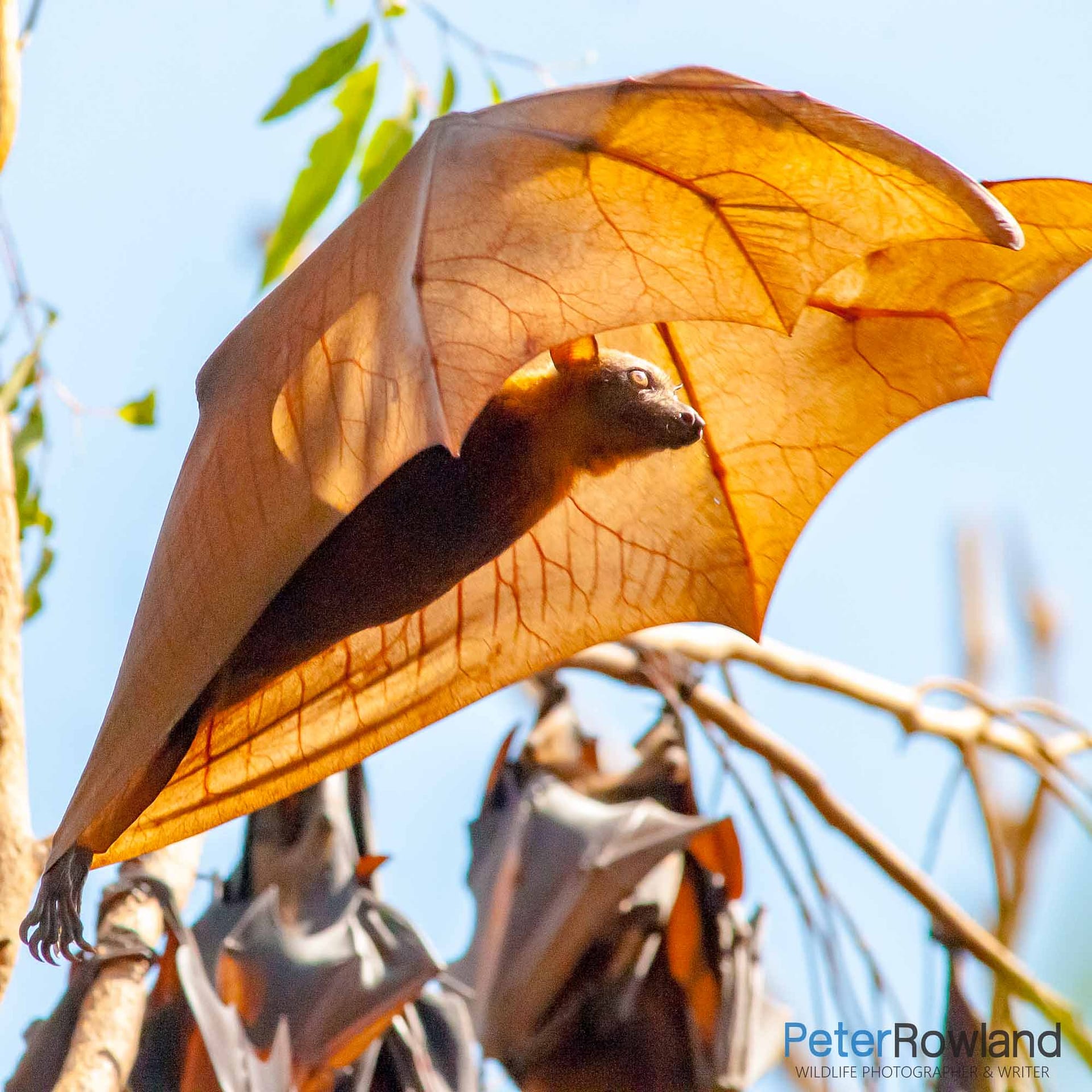 A Little Red Fruit-bat taking off from a roosting camp. [Photographed by Peter Rowland]
