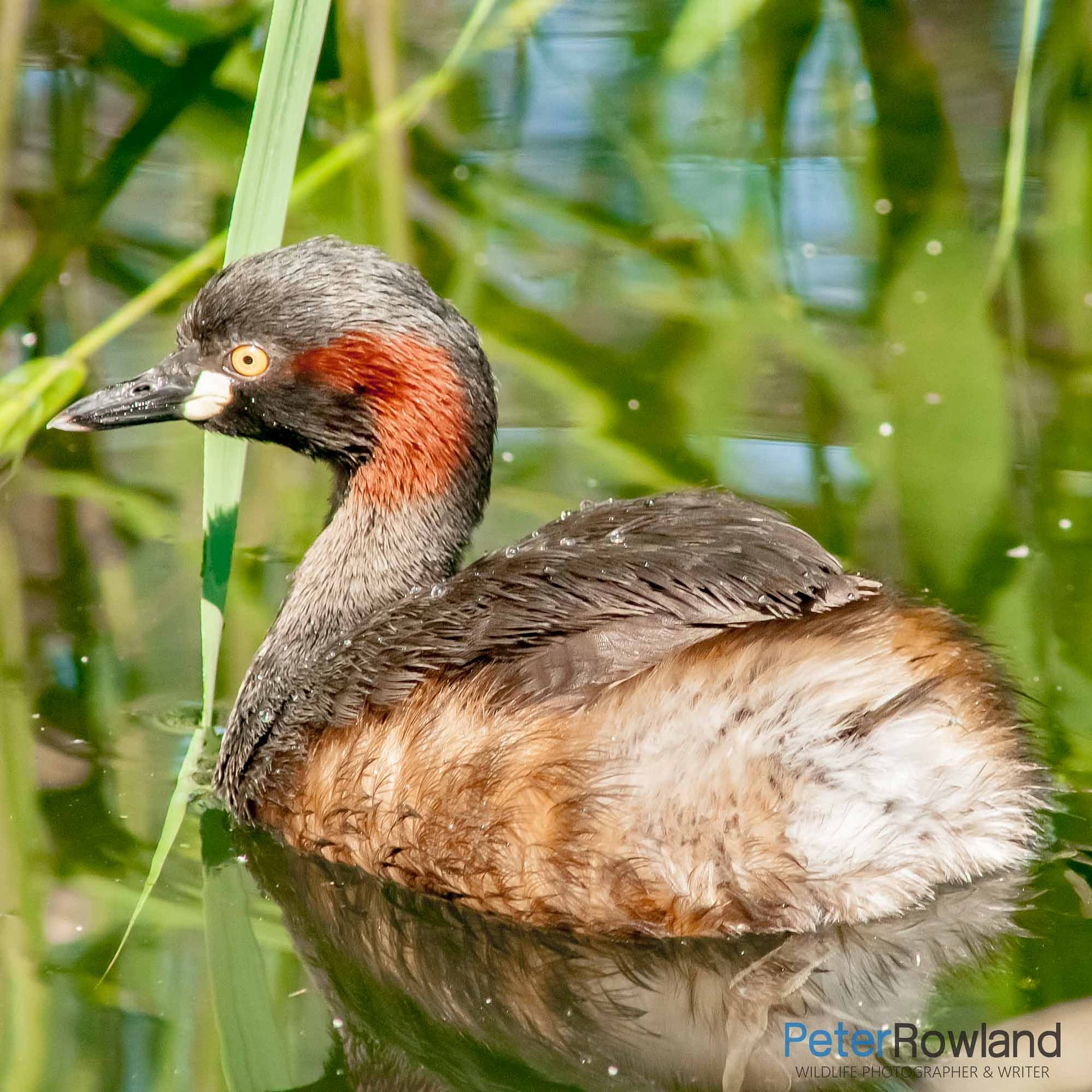 Australasian Grebe swimming