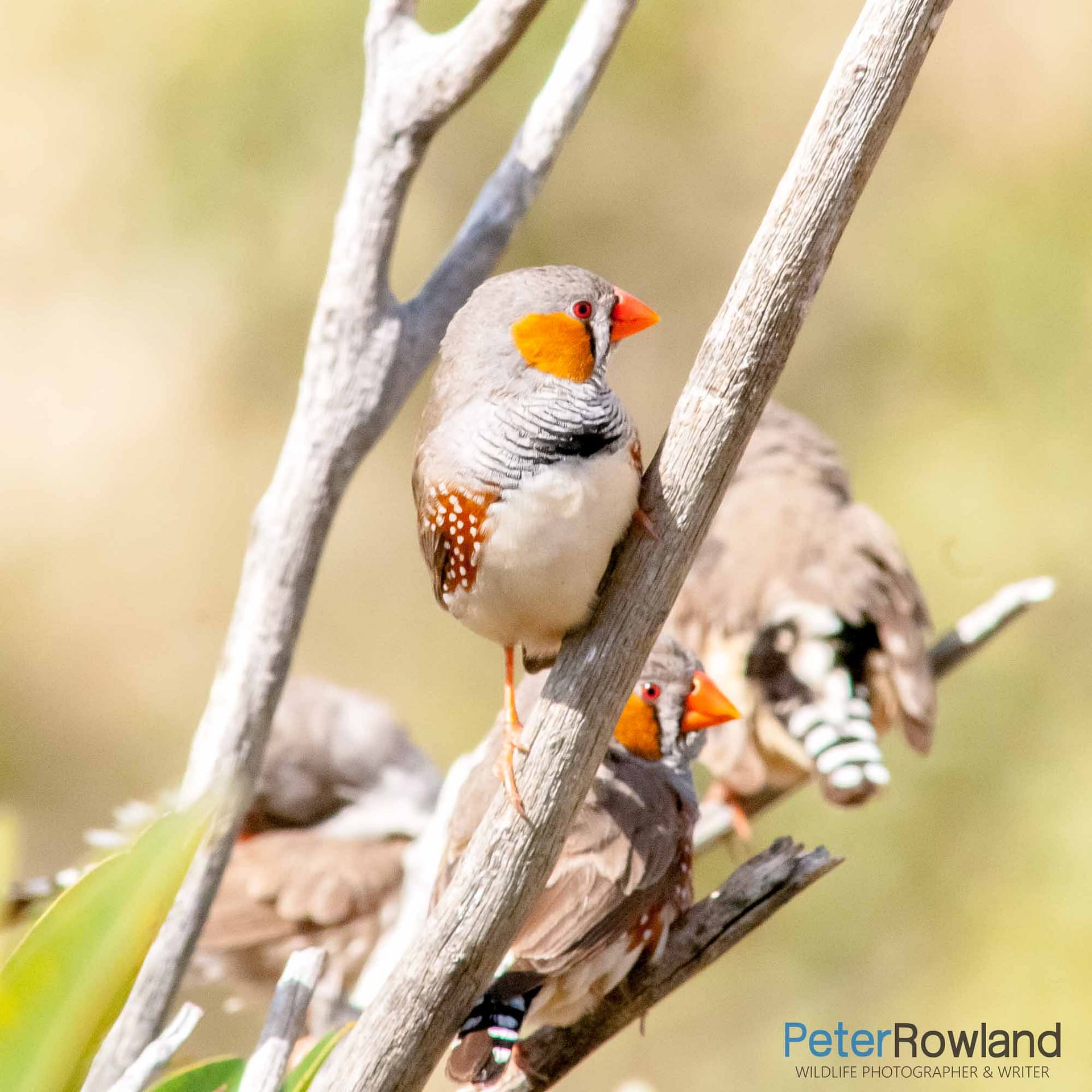 A group of Zebra finch perched in a dead tree